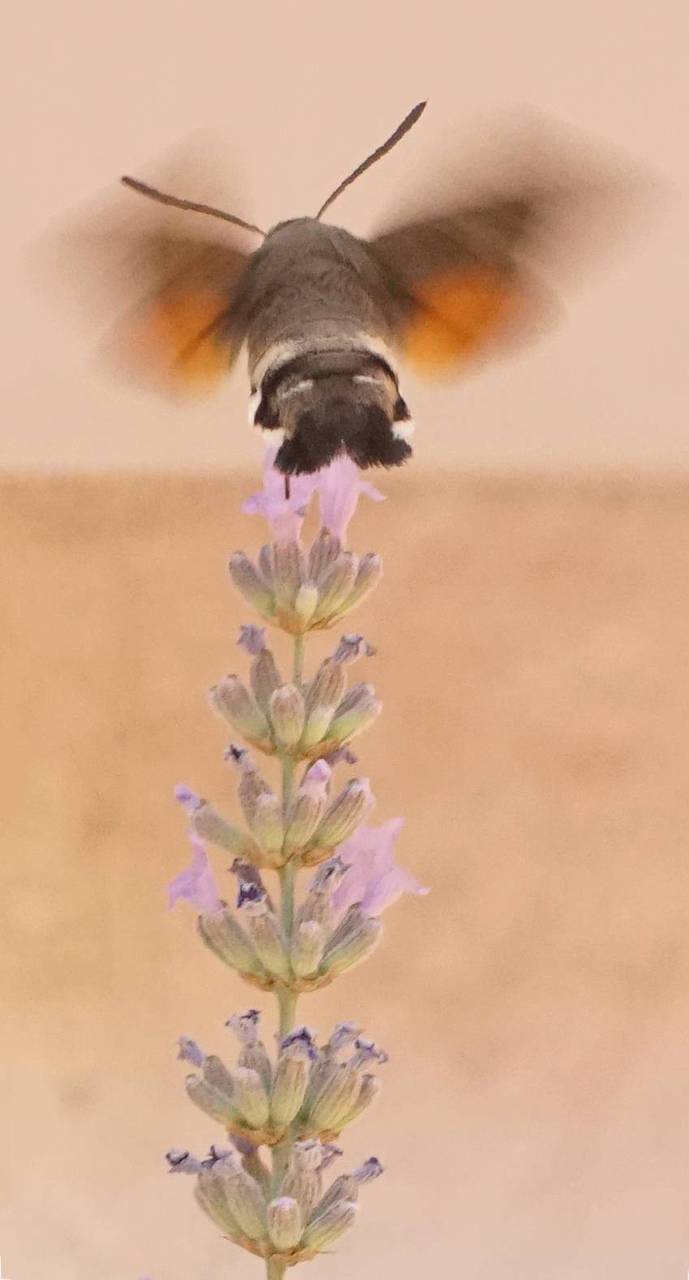 Kräftiger Flügelschlag Vers 2