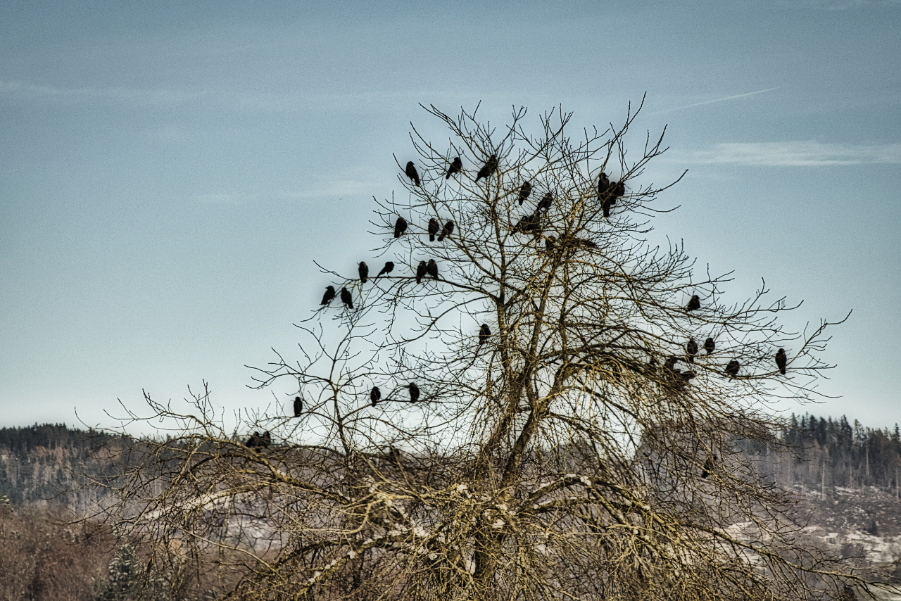 Krähen am Ausblick