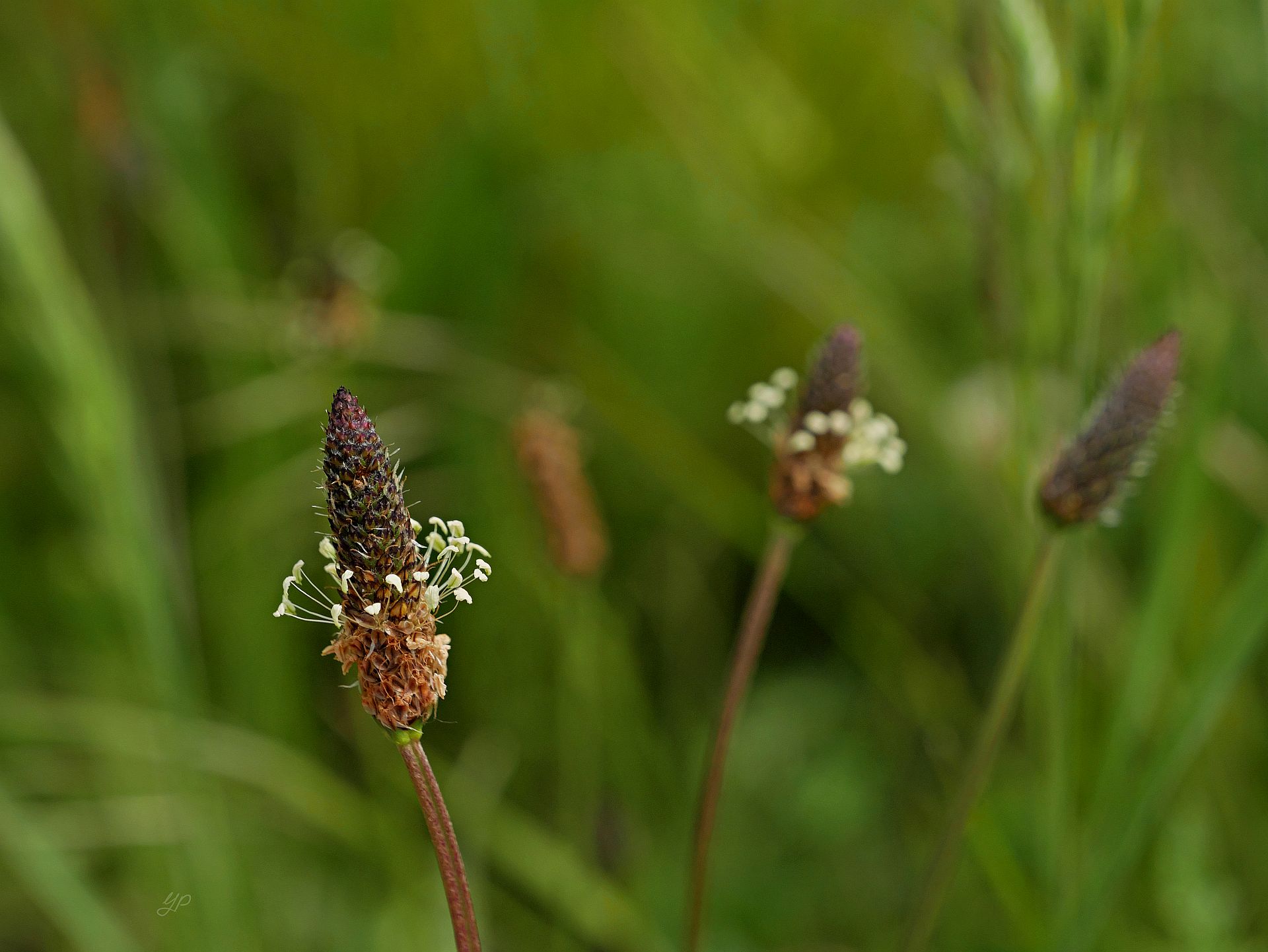 Kränzchen