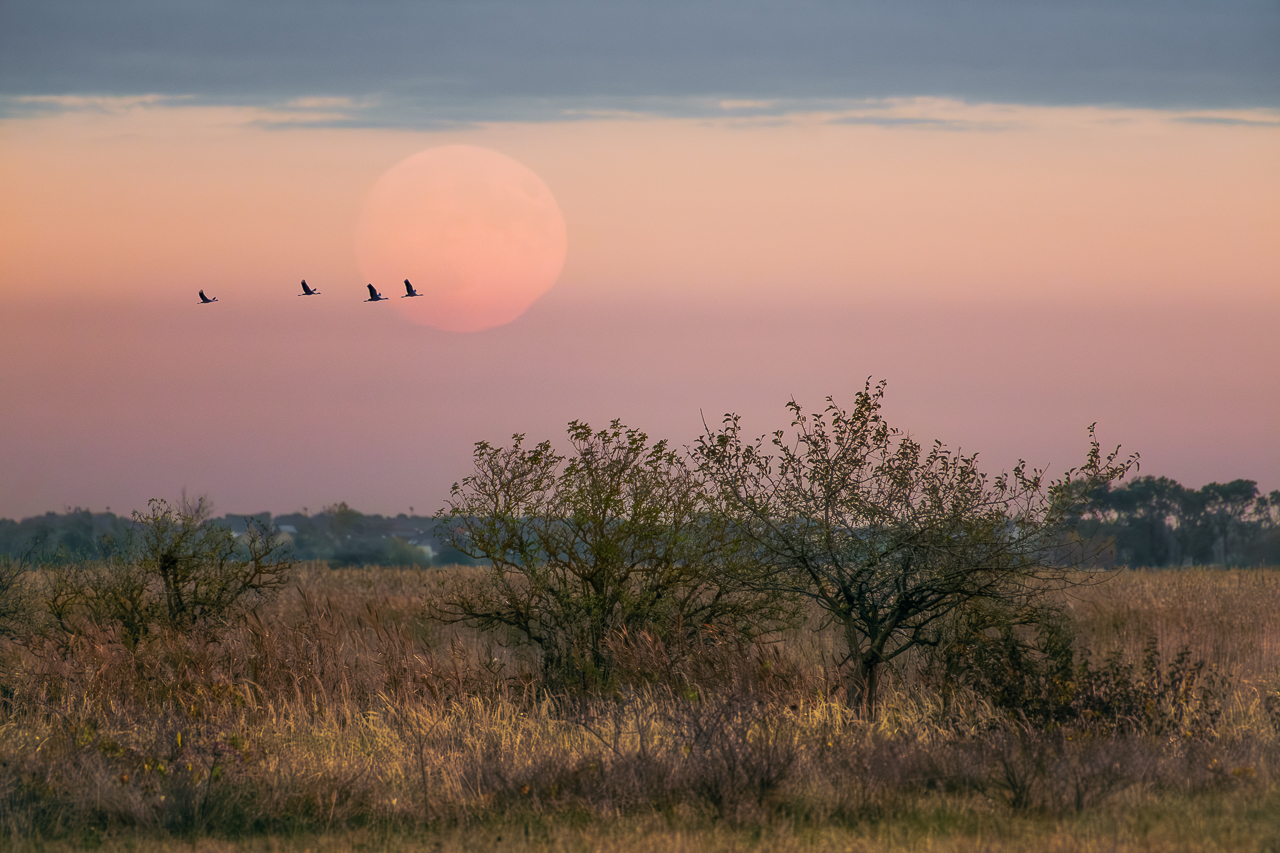 Kraniche bei Vollmond