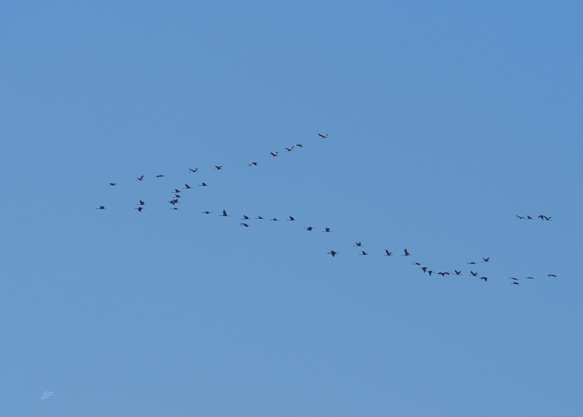 Kraniche - - - [Nr.4 KW 25/52]