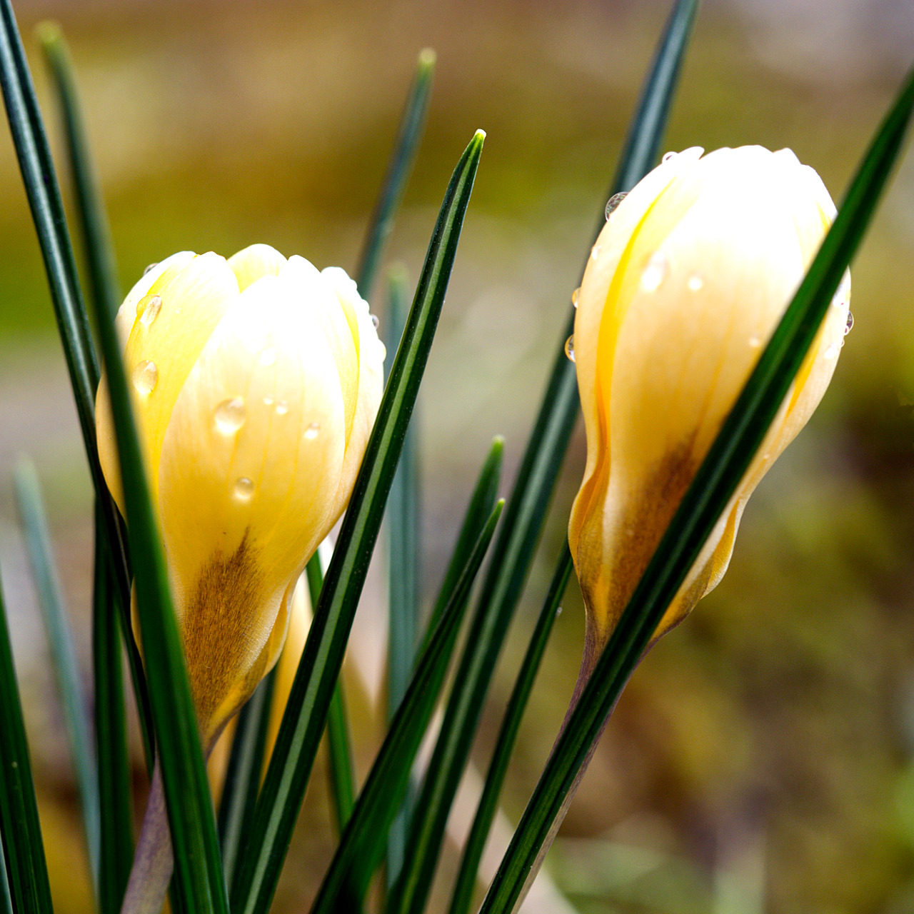 Krokus nach Regen