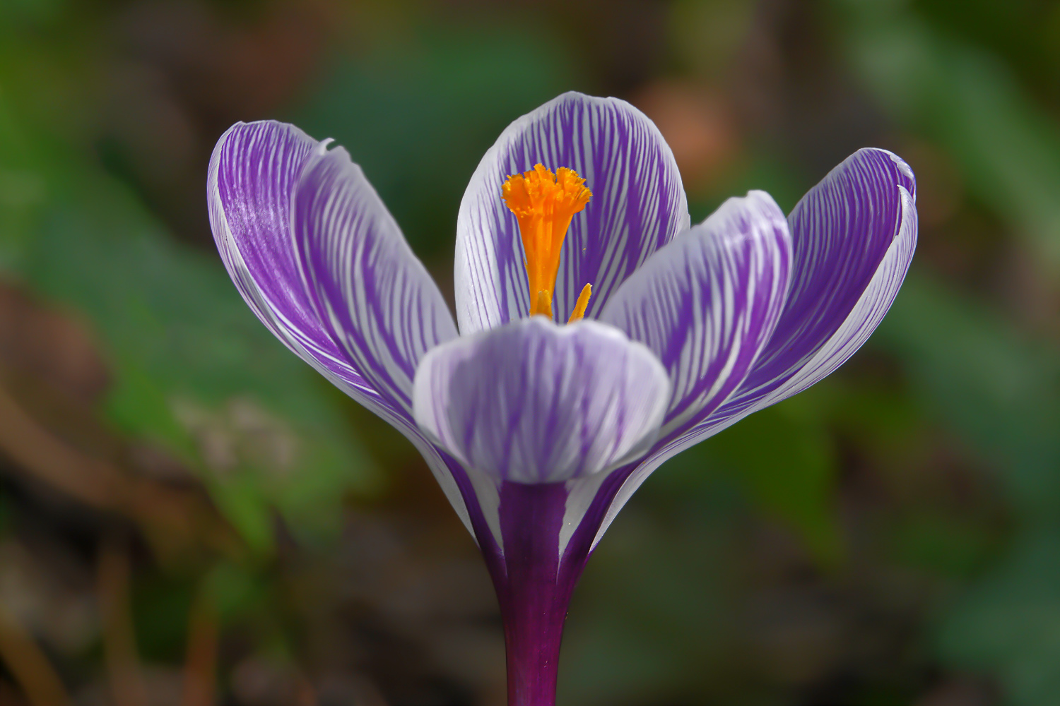 Krokus