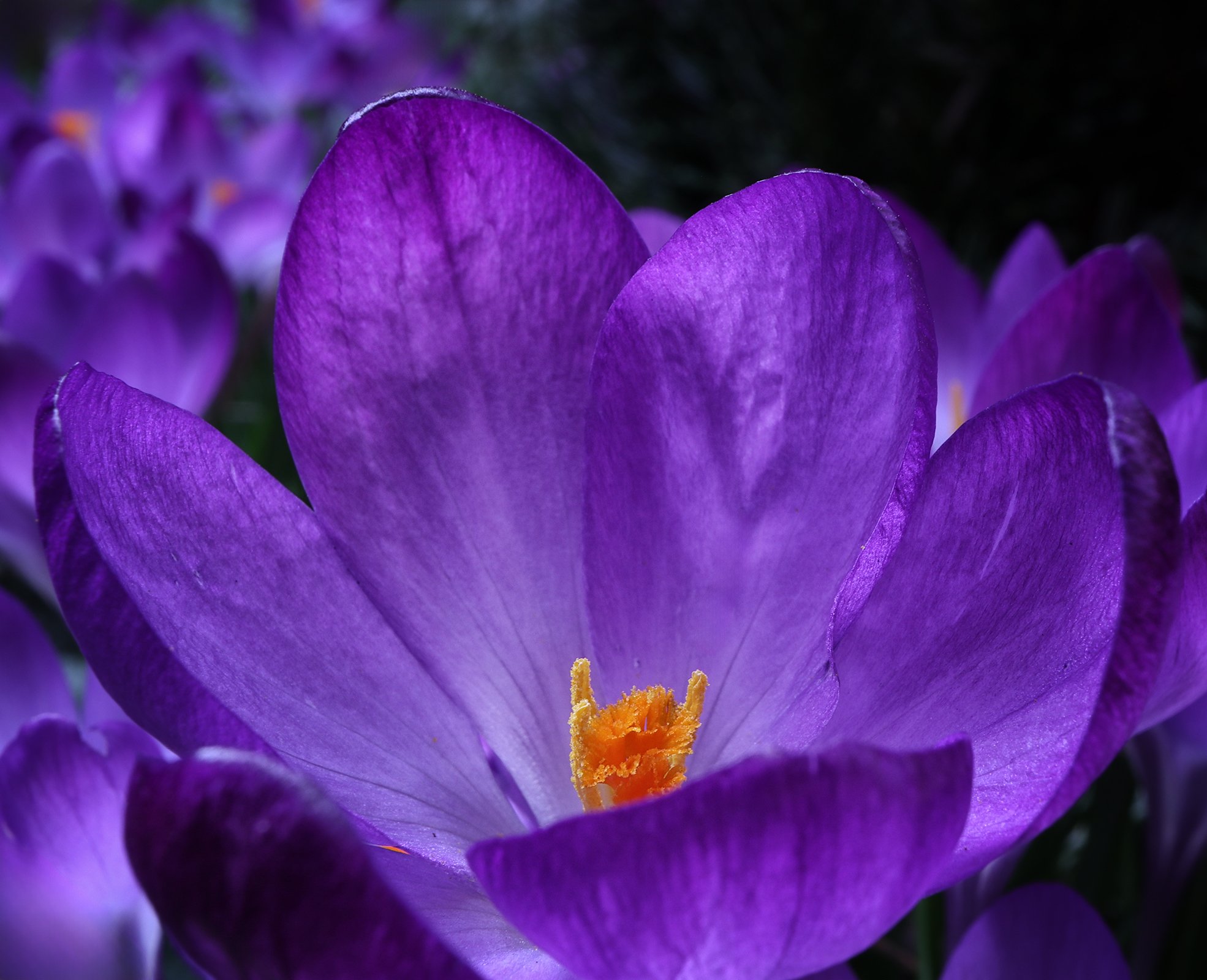 Krokus