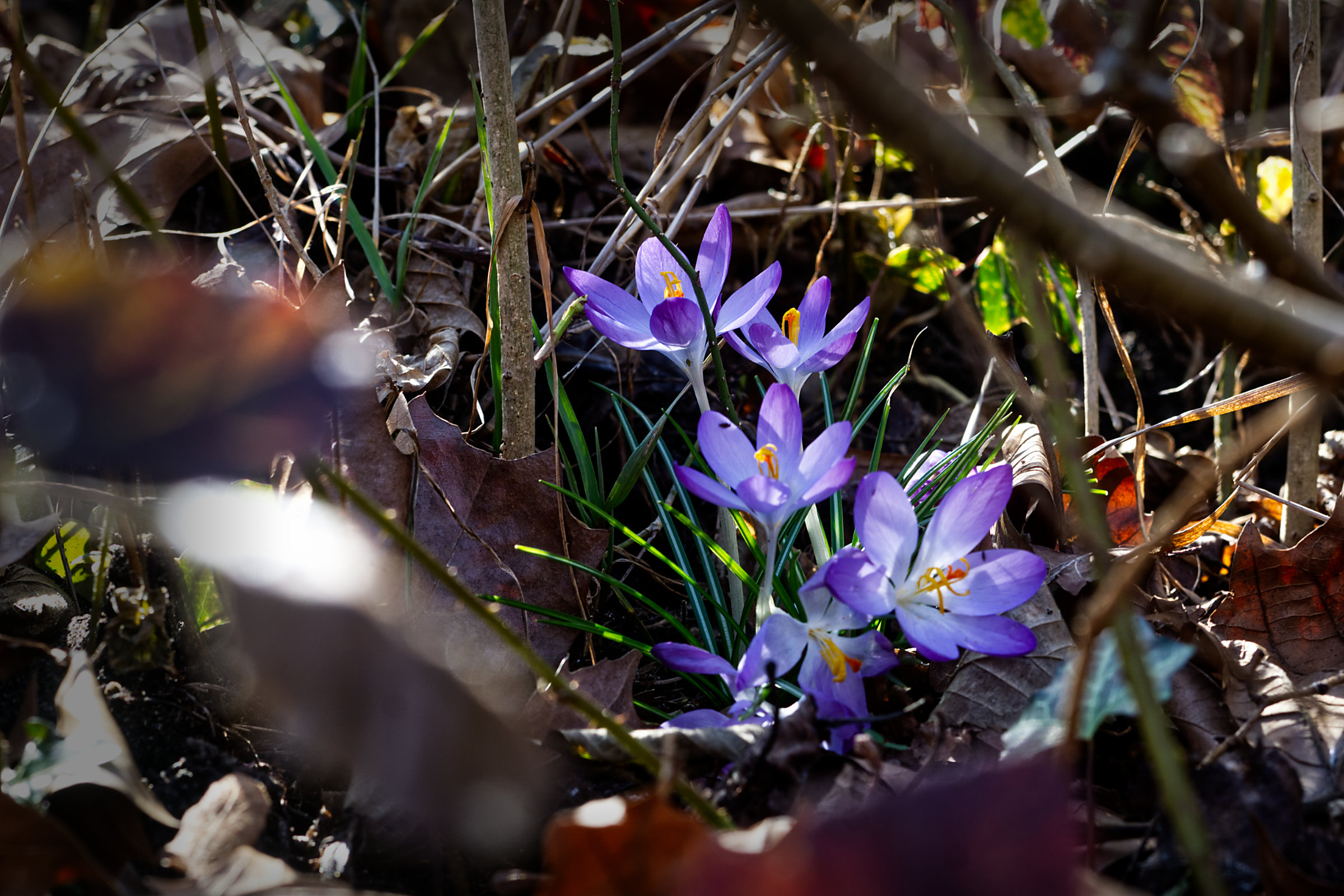 Krokusse im Busch