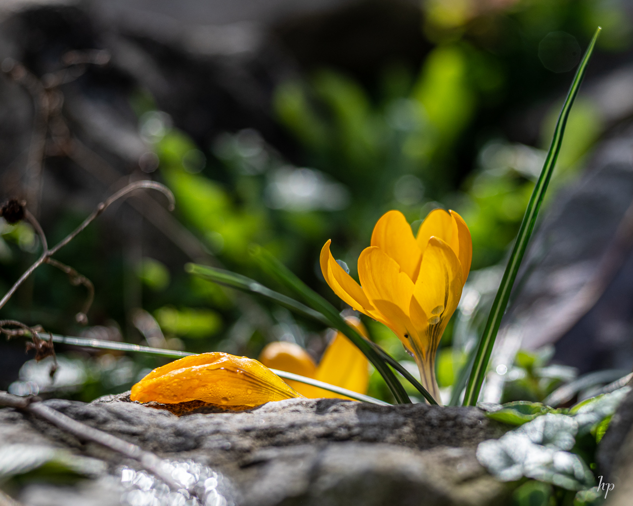 Krokusse nach der Schneeschmelze