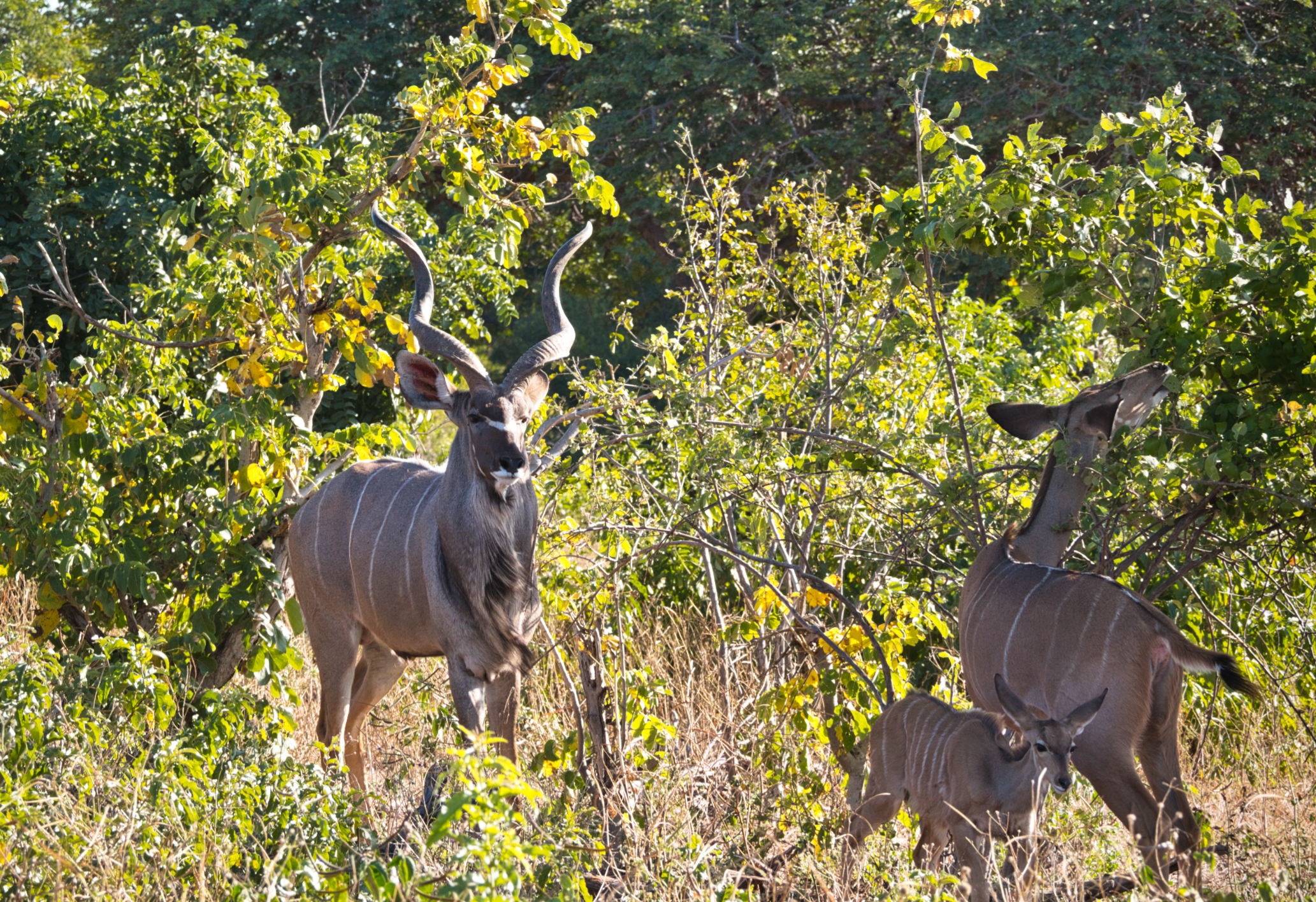 Kudu Familie