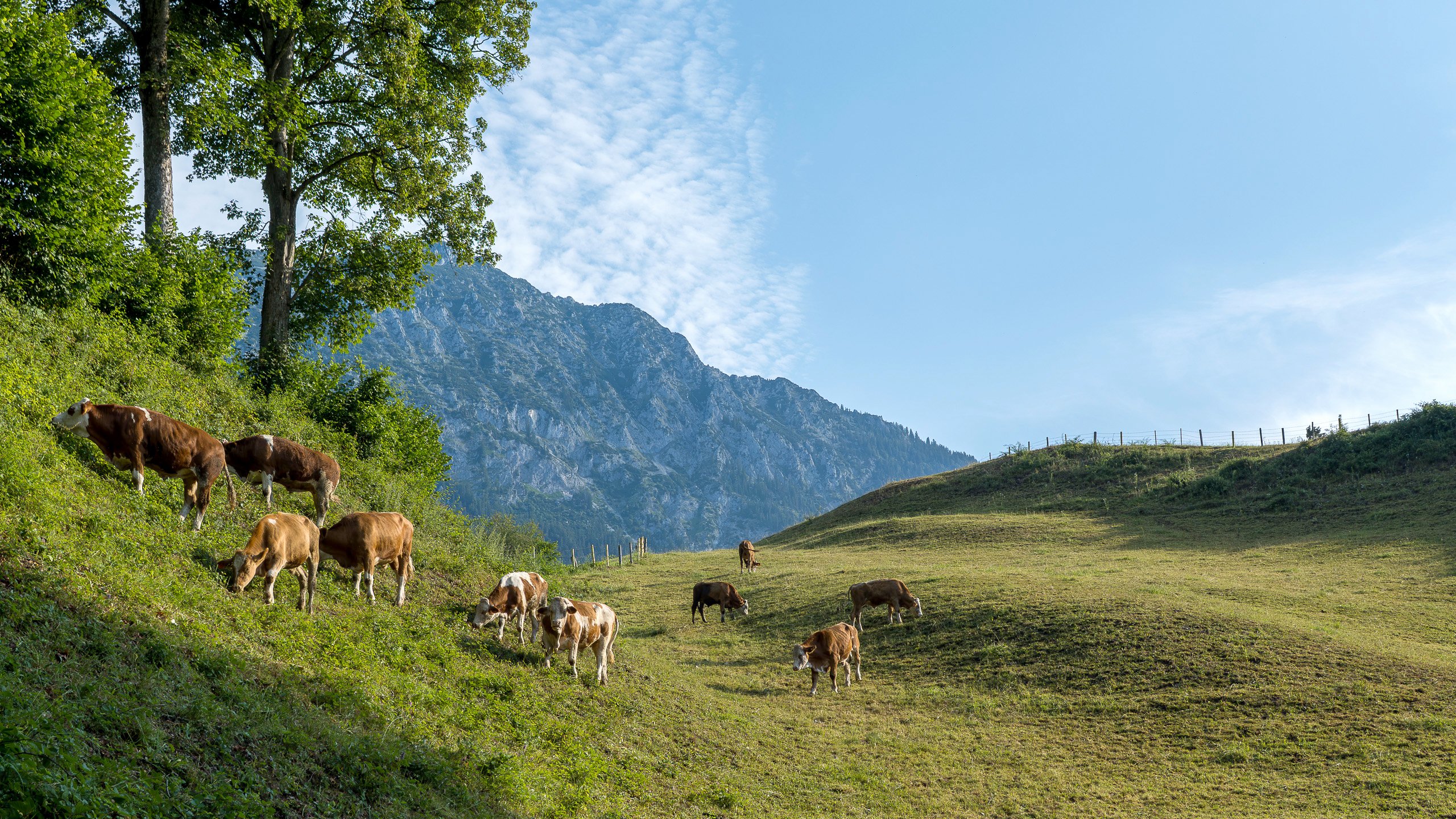 Kühe auf der Weide