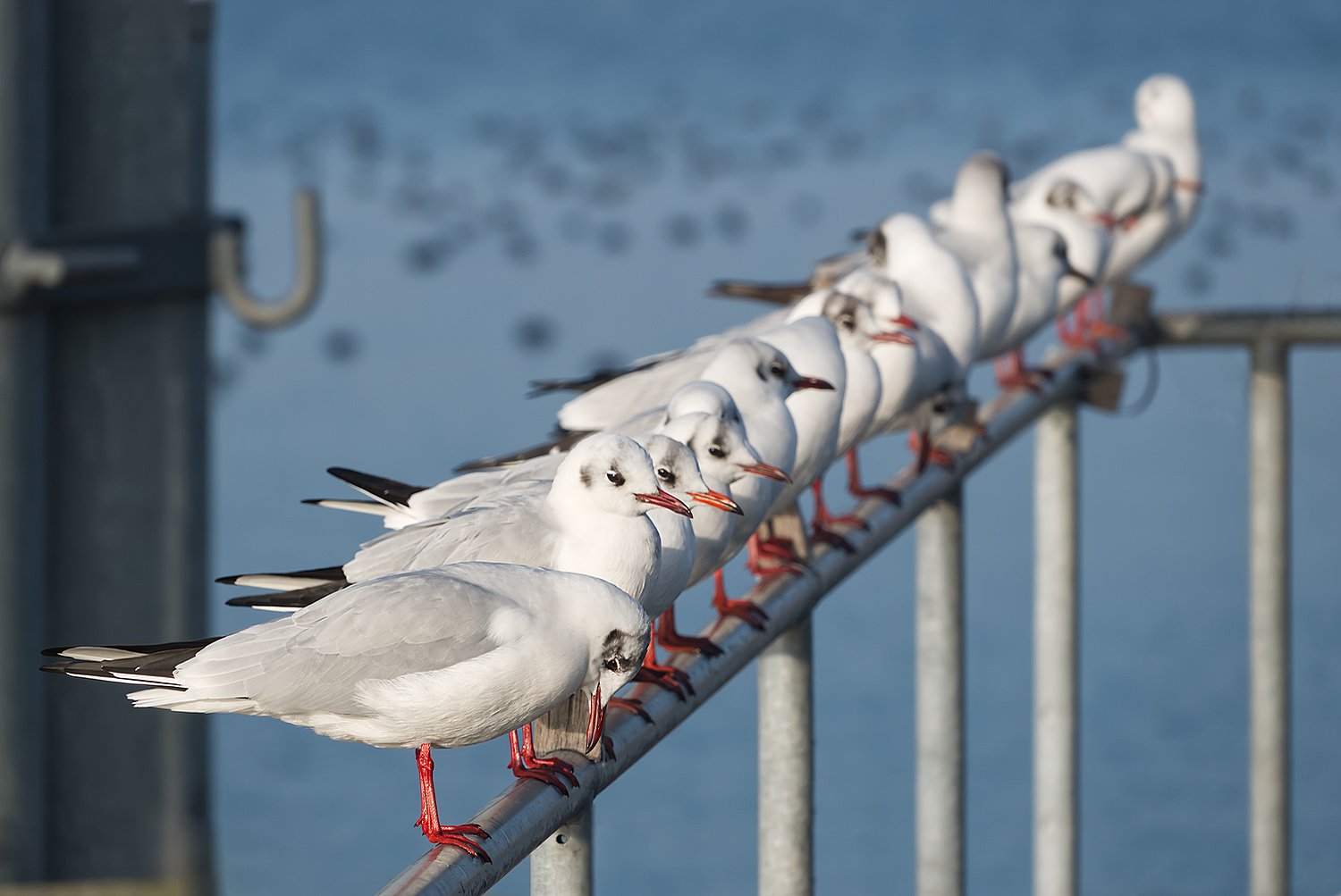 Kunstflieger... ruhend