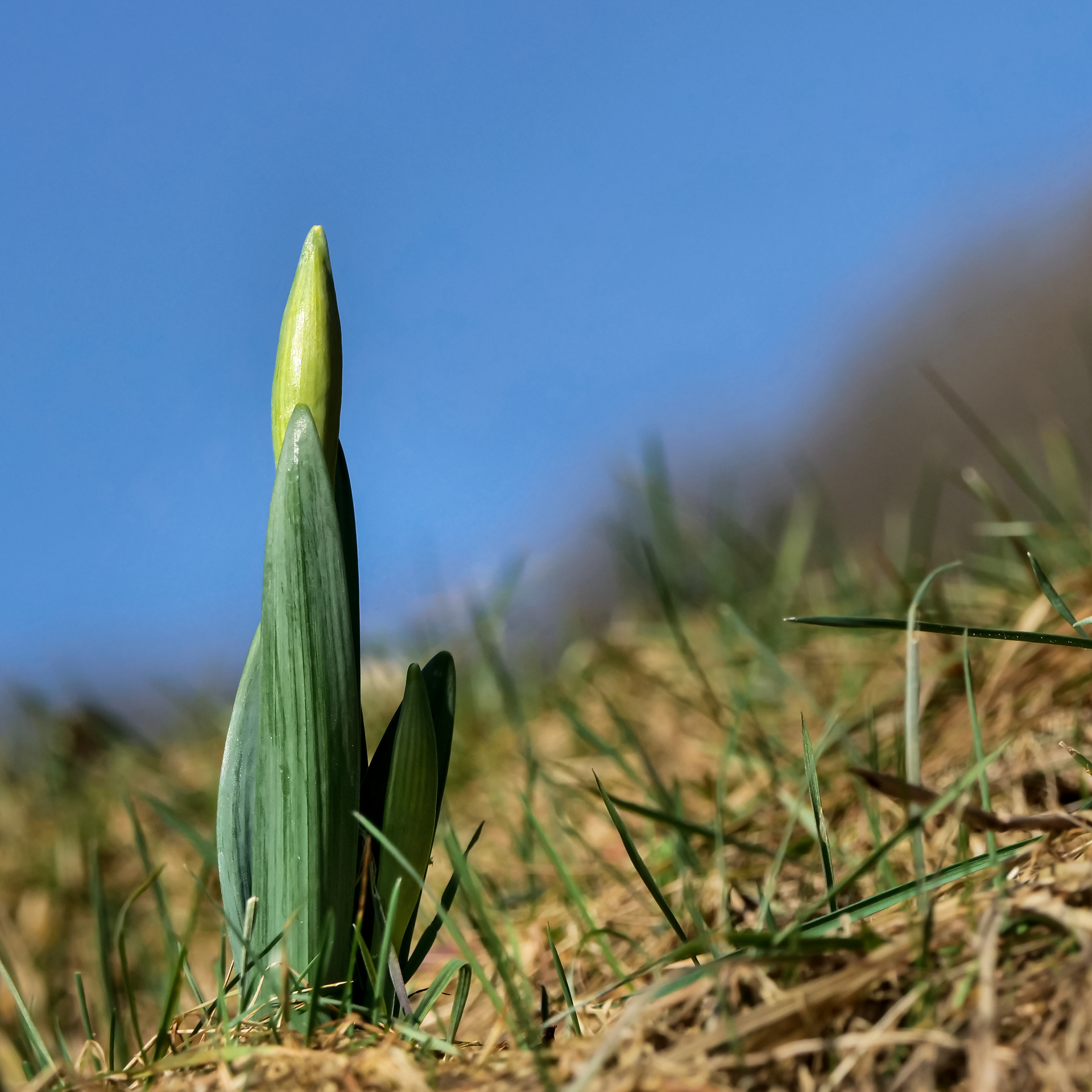 Kurz vor der Blüte