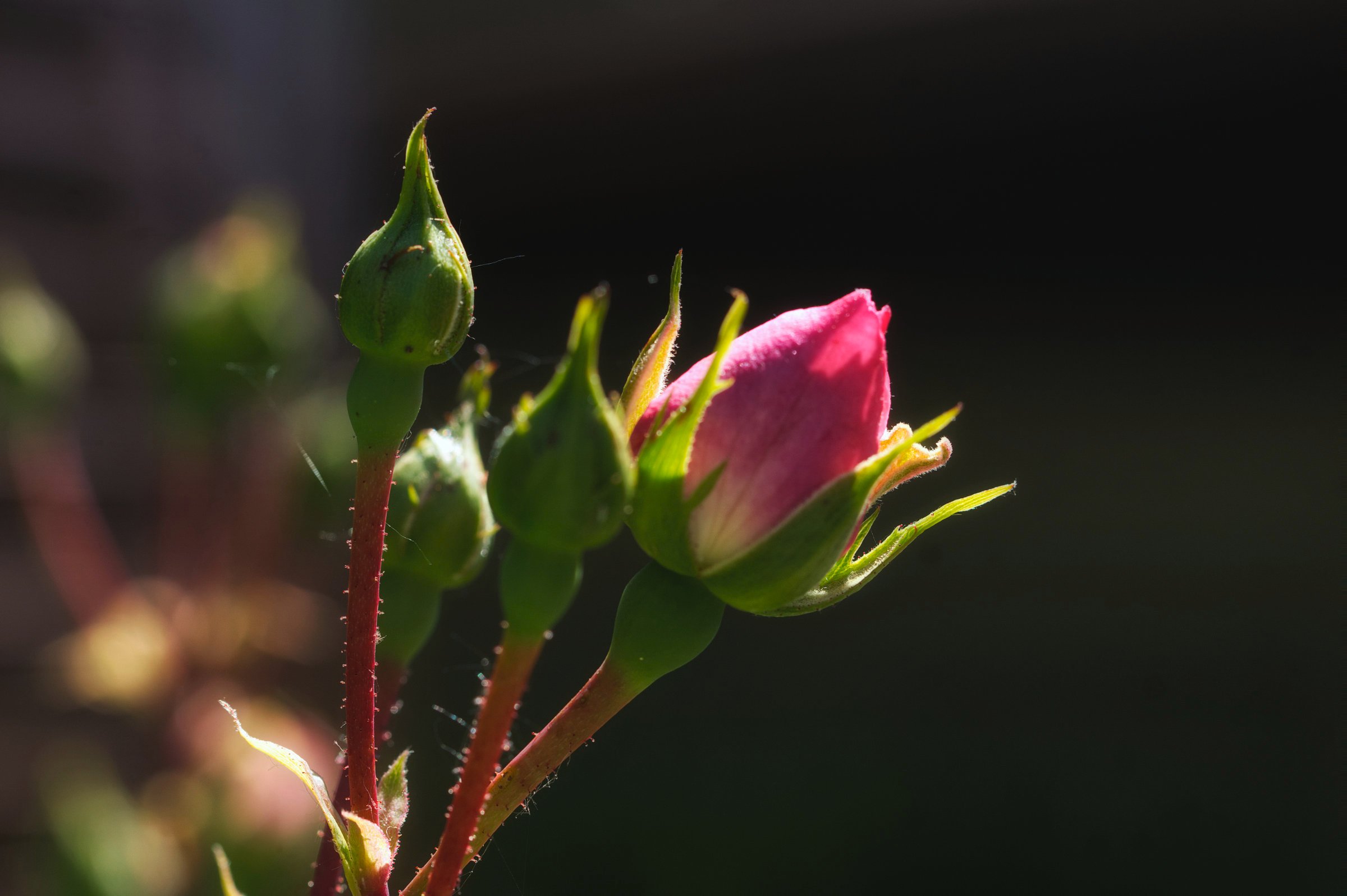 kurz vor der Blüte