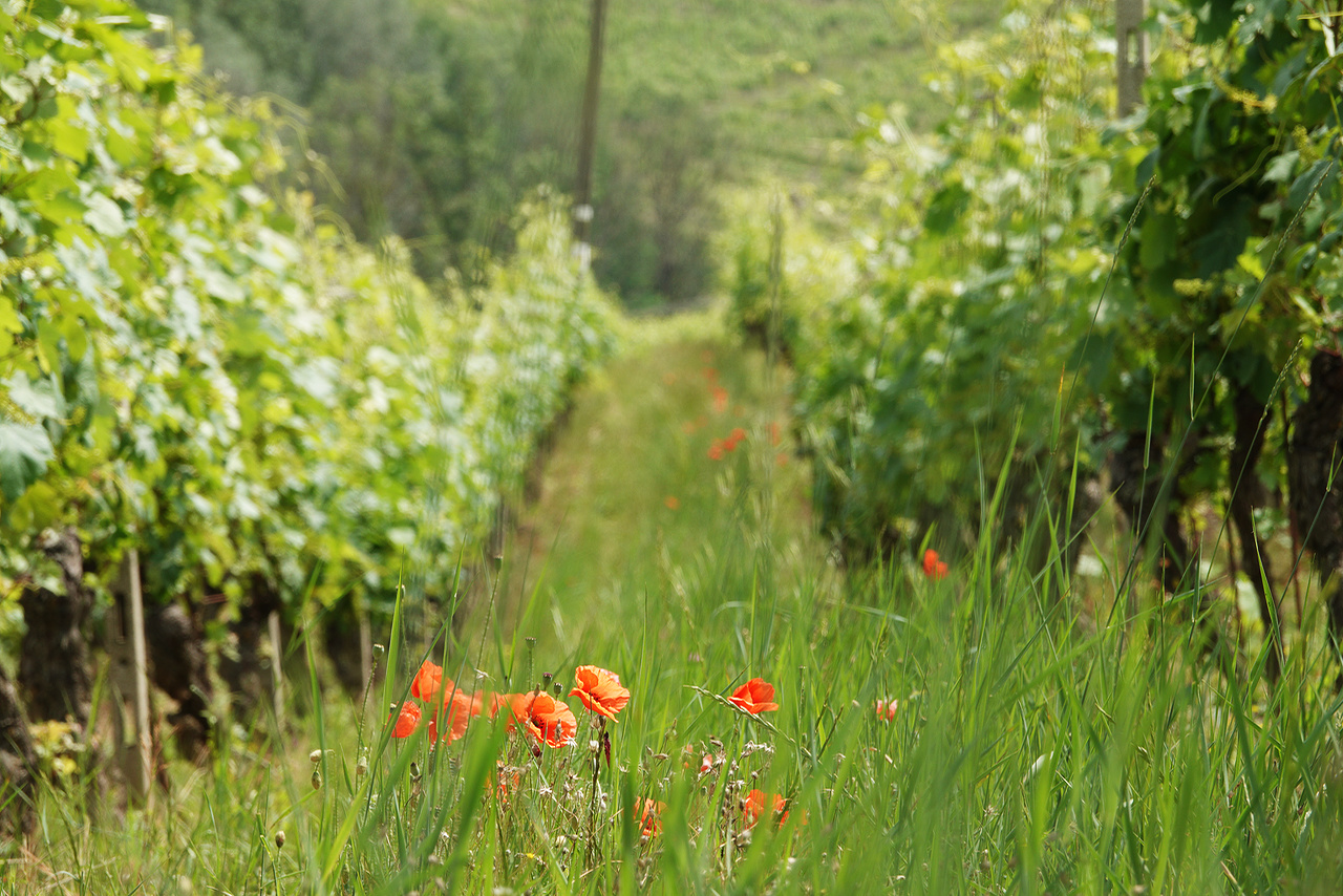 La vigne