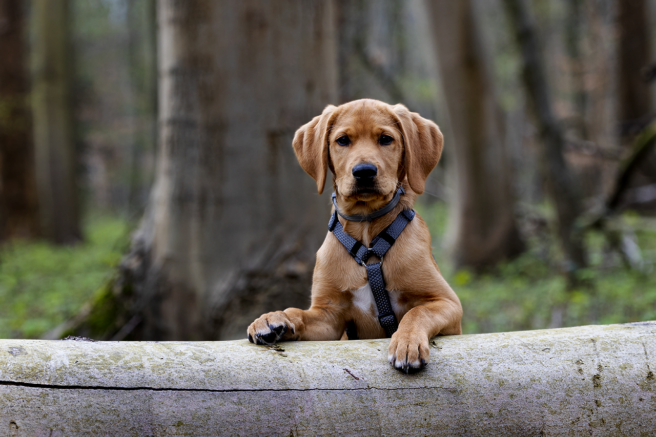 Labrador / Goldie Mischling