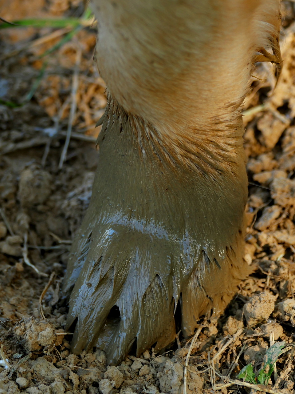 Lackschühchen!