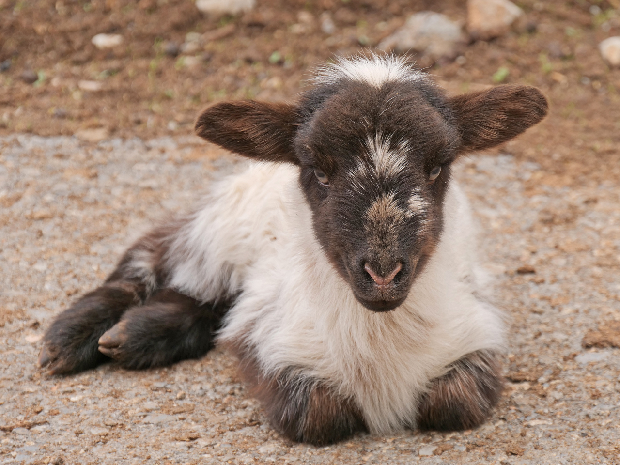 Lämmchen | d-pixx.de Forum