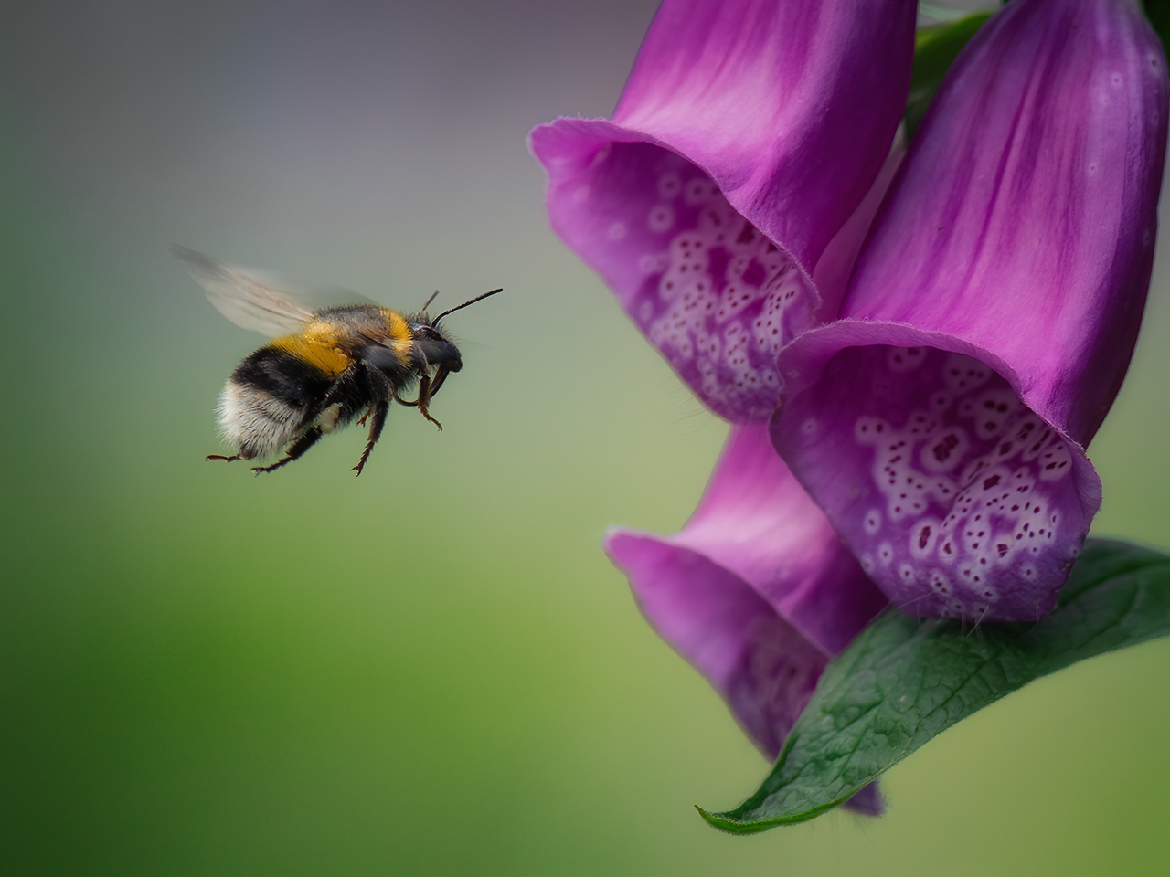 Landeanflug auf Blüte 3 rechts