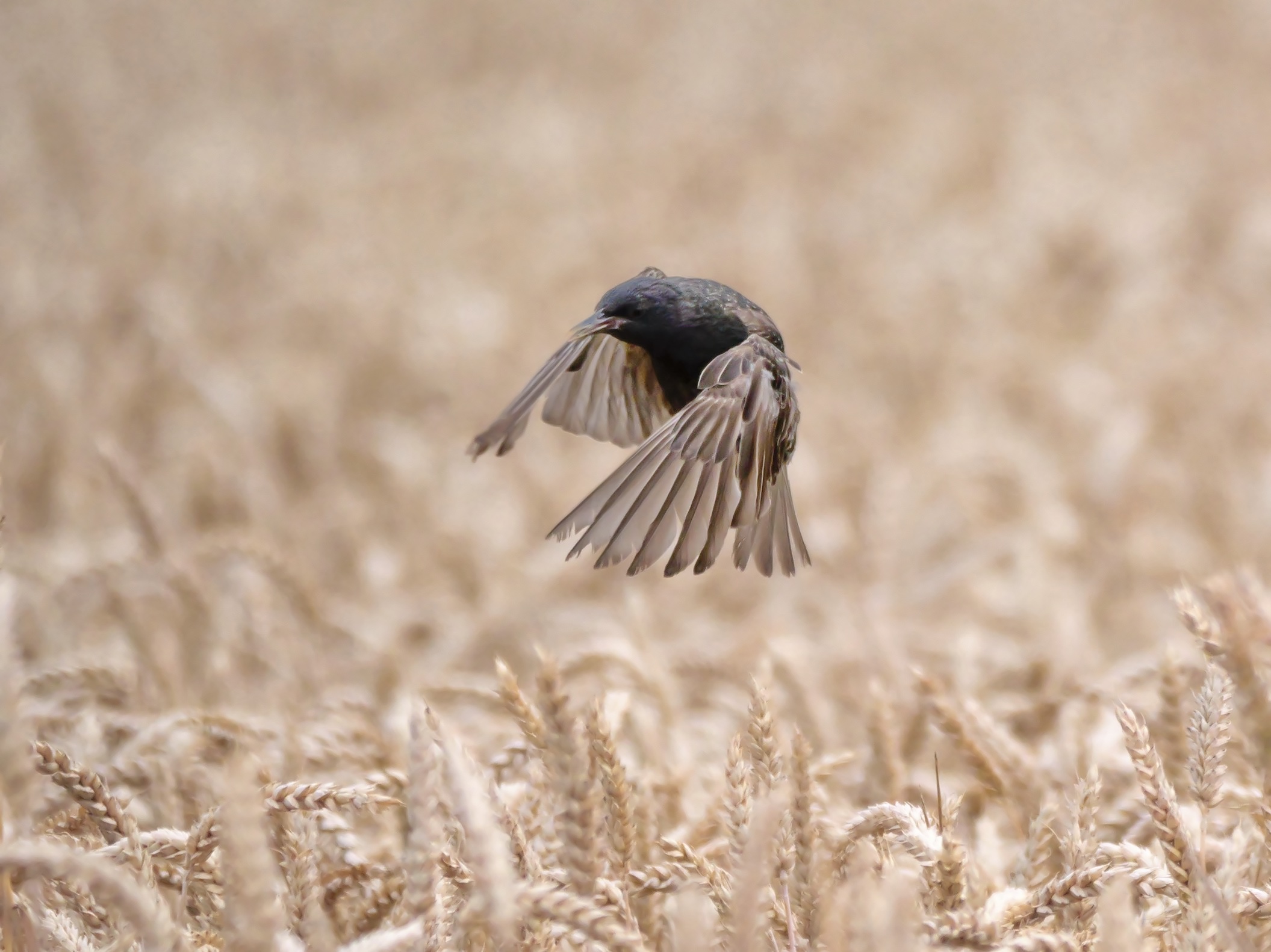 Landeanflug