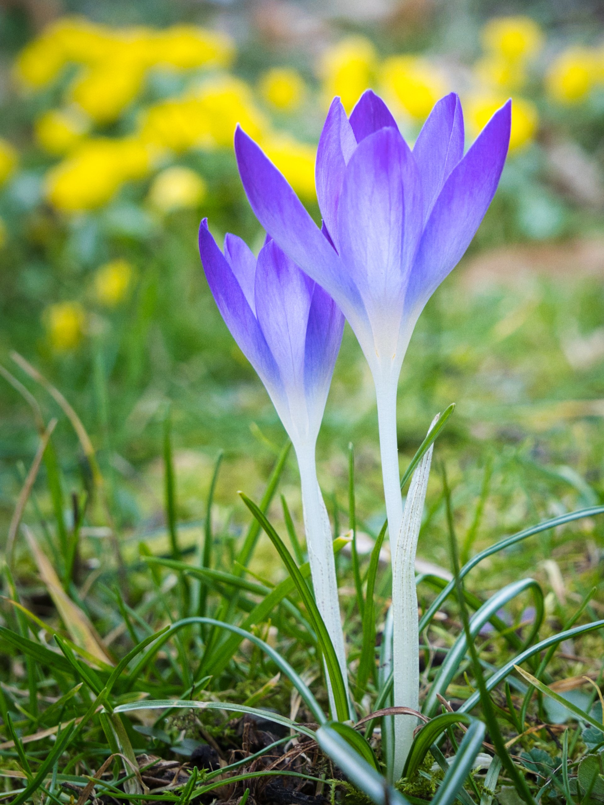 Langsam wird´s bunt