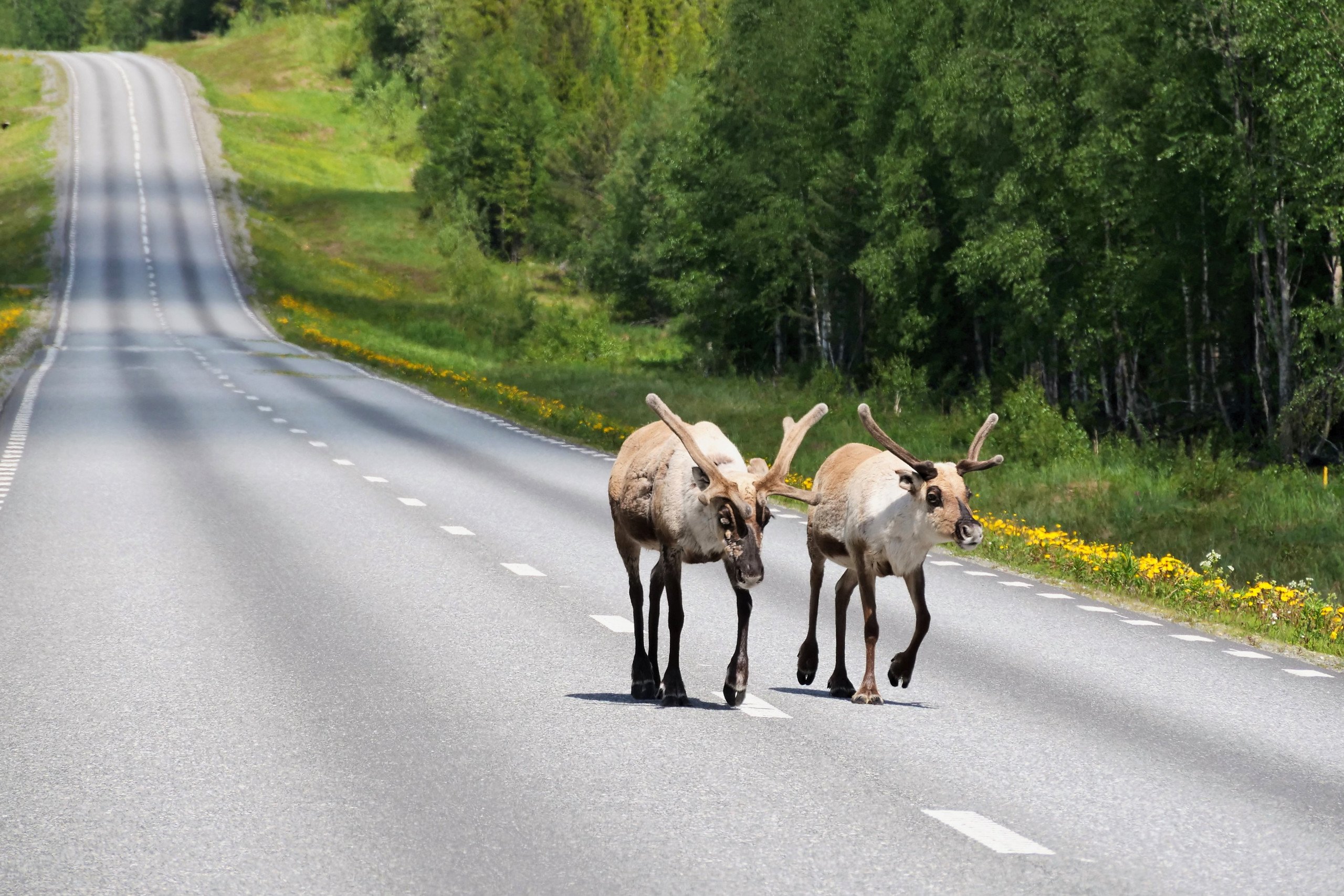 Lapplands wahre Herrren der Strasse