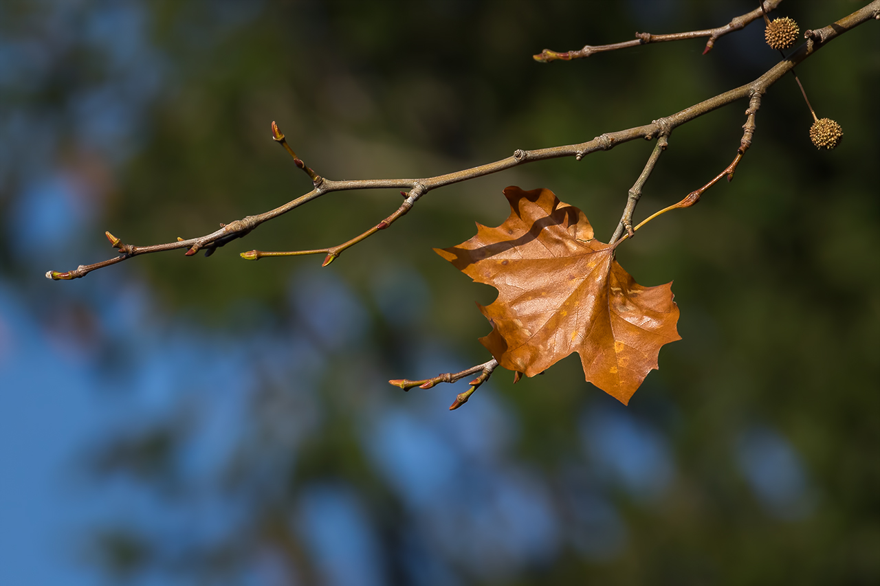 Last leaf