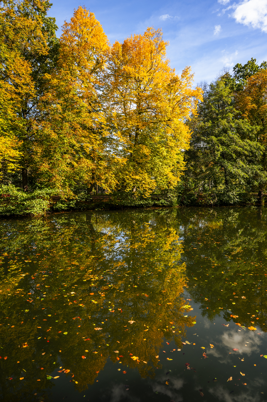 Laub am Teich