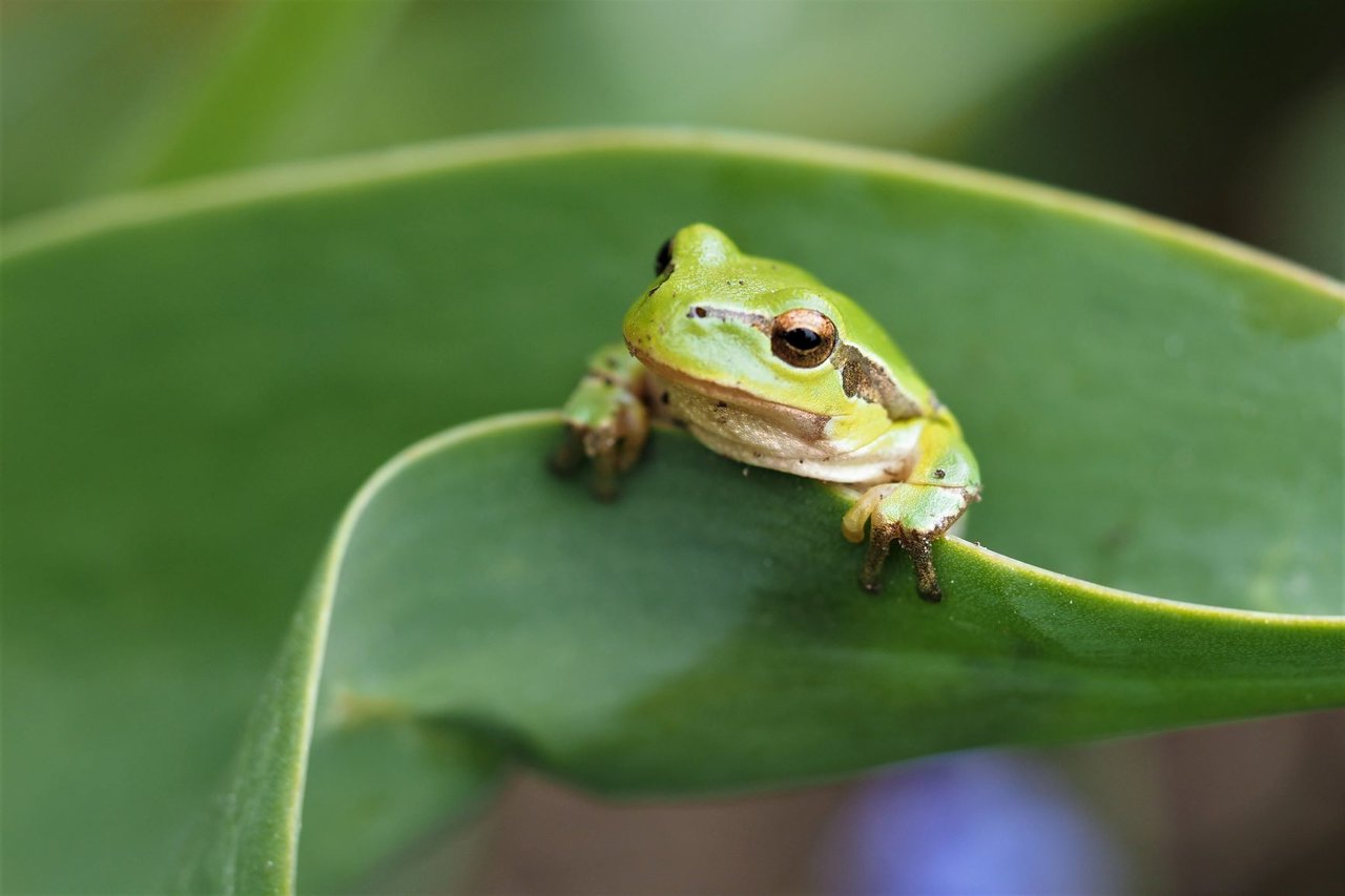 Laubfrosch