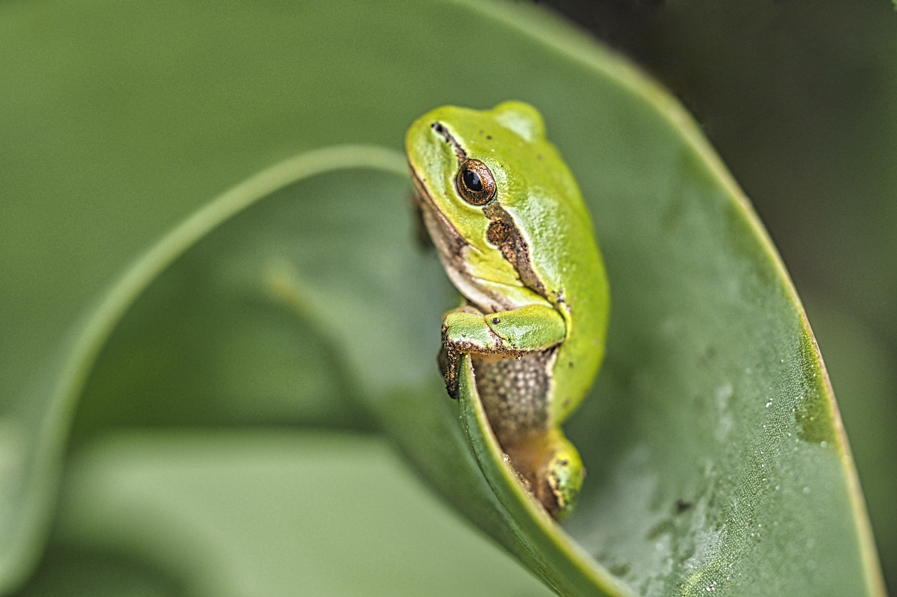 Laubfrosch