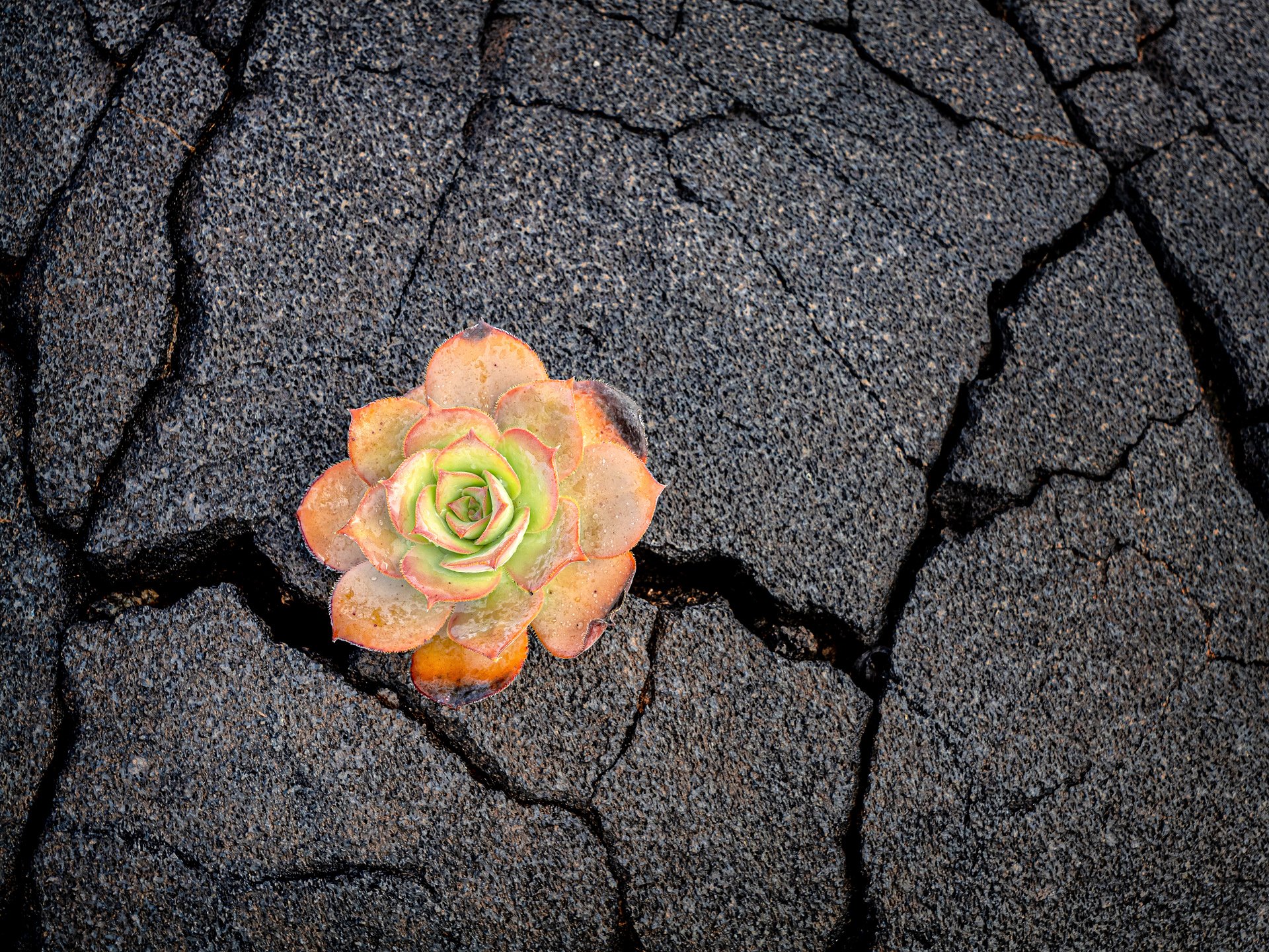 Lava (11)