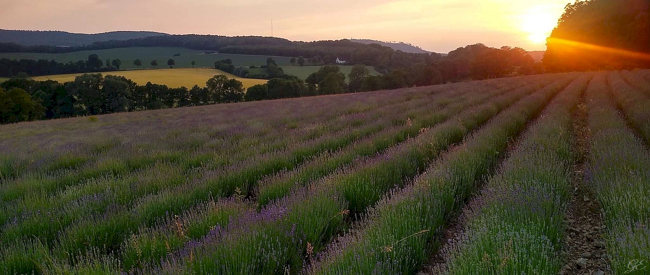 Lavendel 50% die 2.