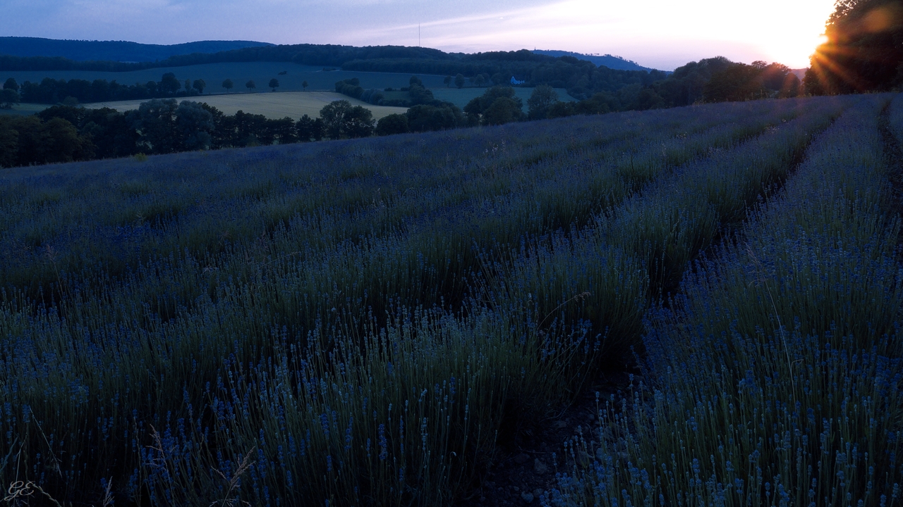 Lavendel 50%