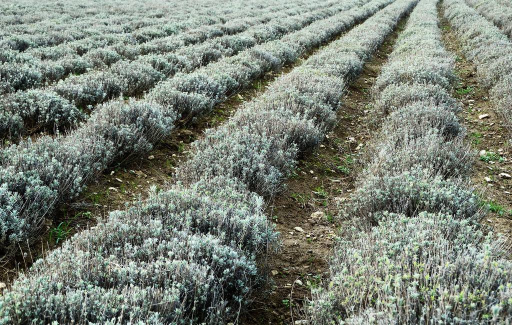 Lavendel im Winter