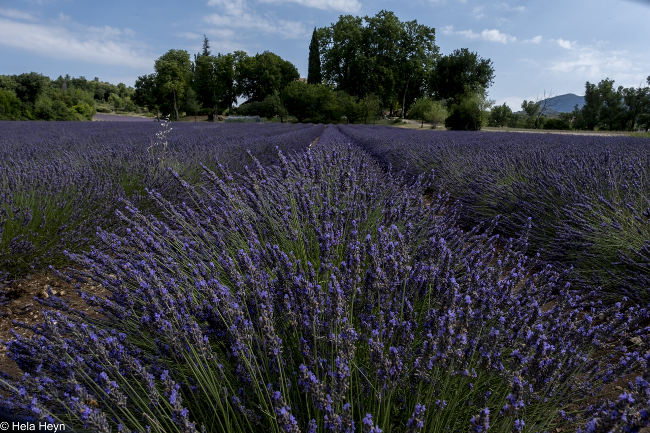 Lavendel in der Provence