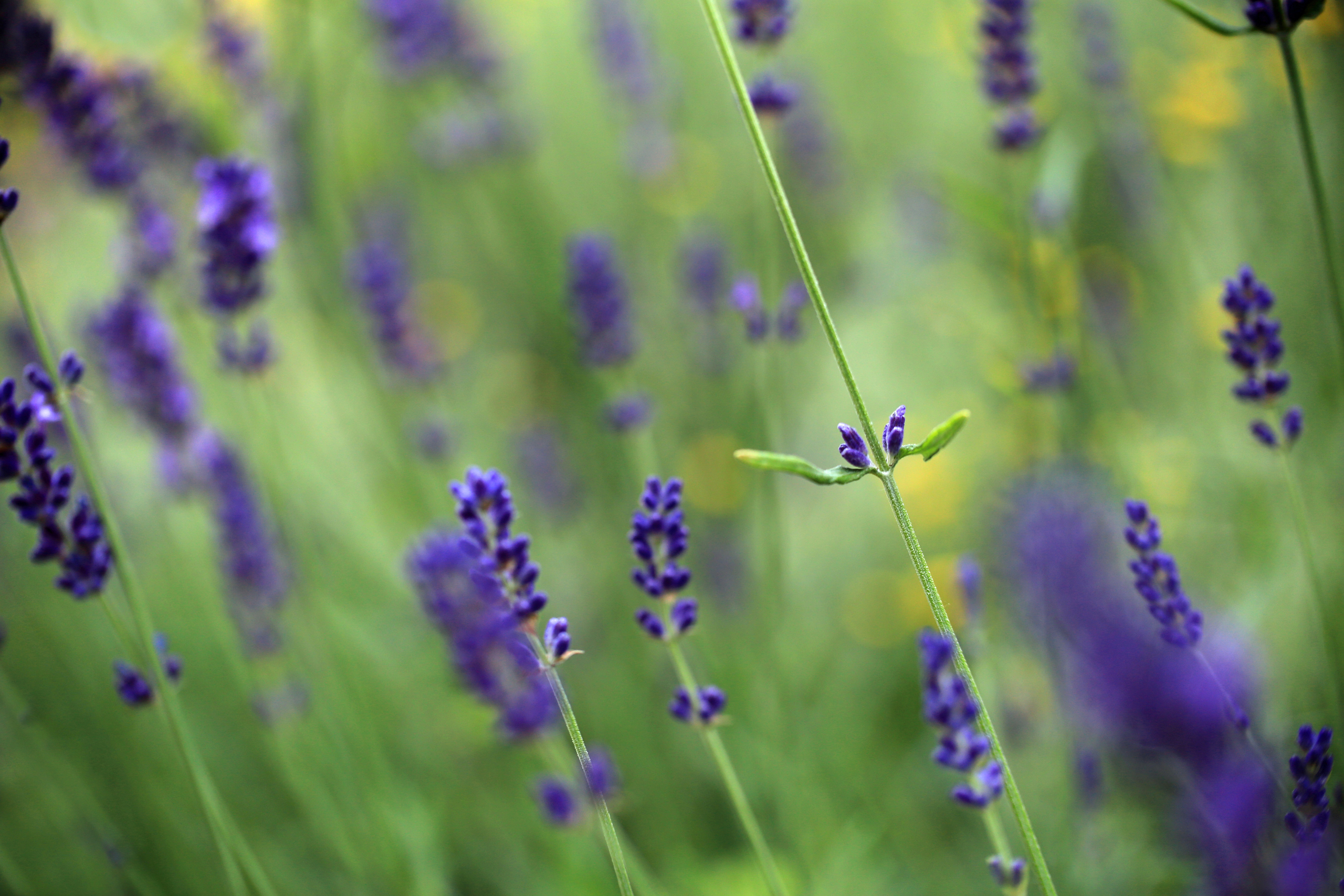 Lavendel.jpg