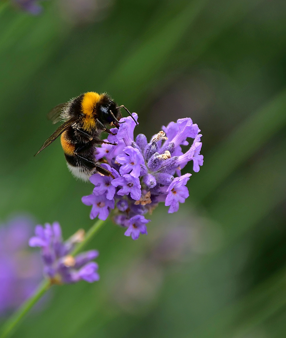 Lavendel lockt