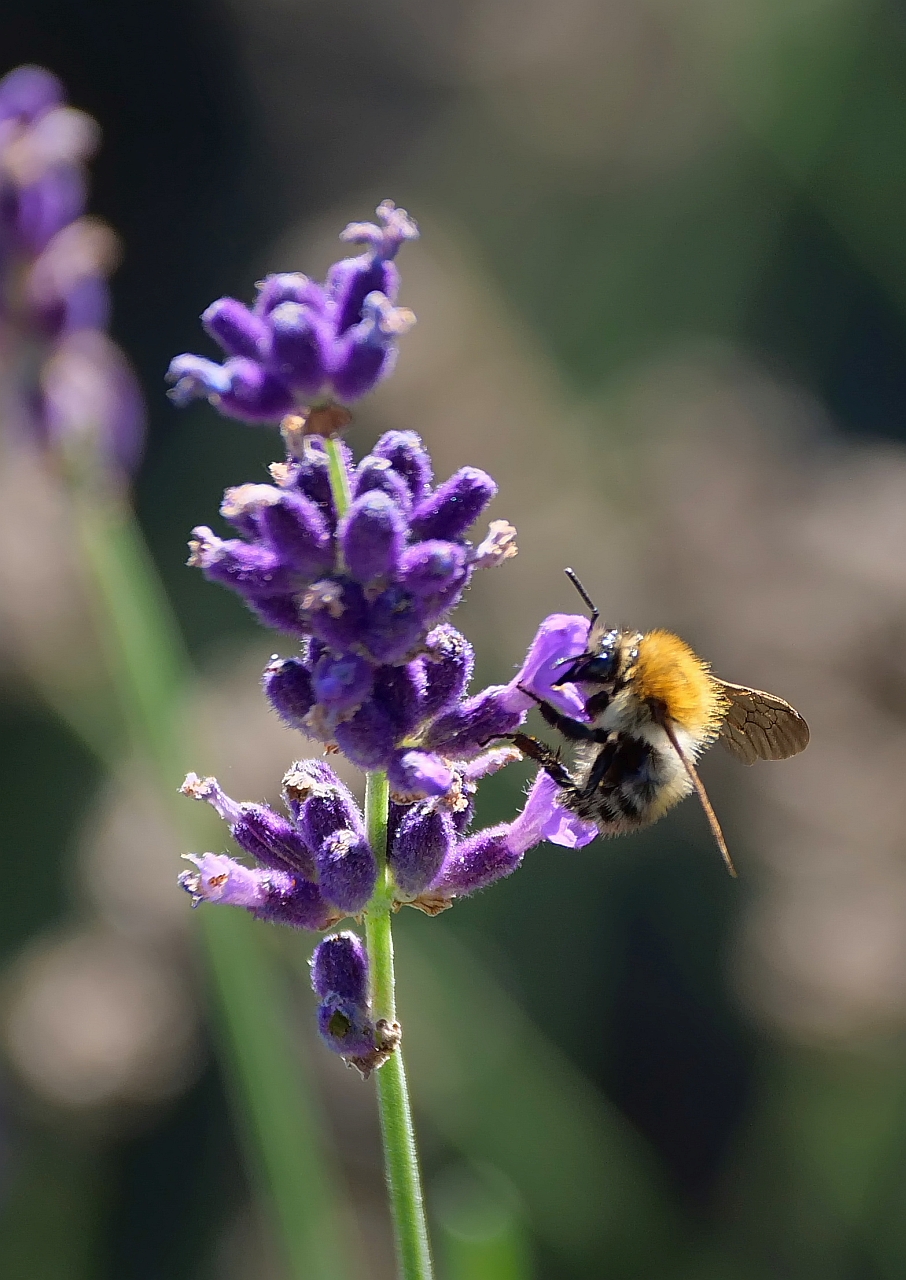 Lavendel lockt