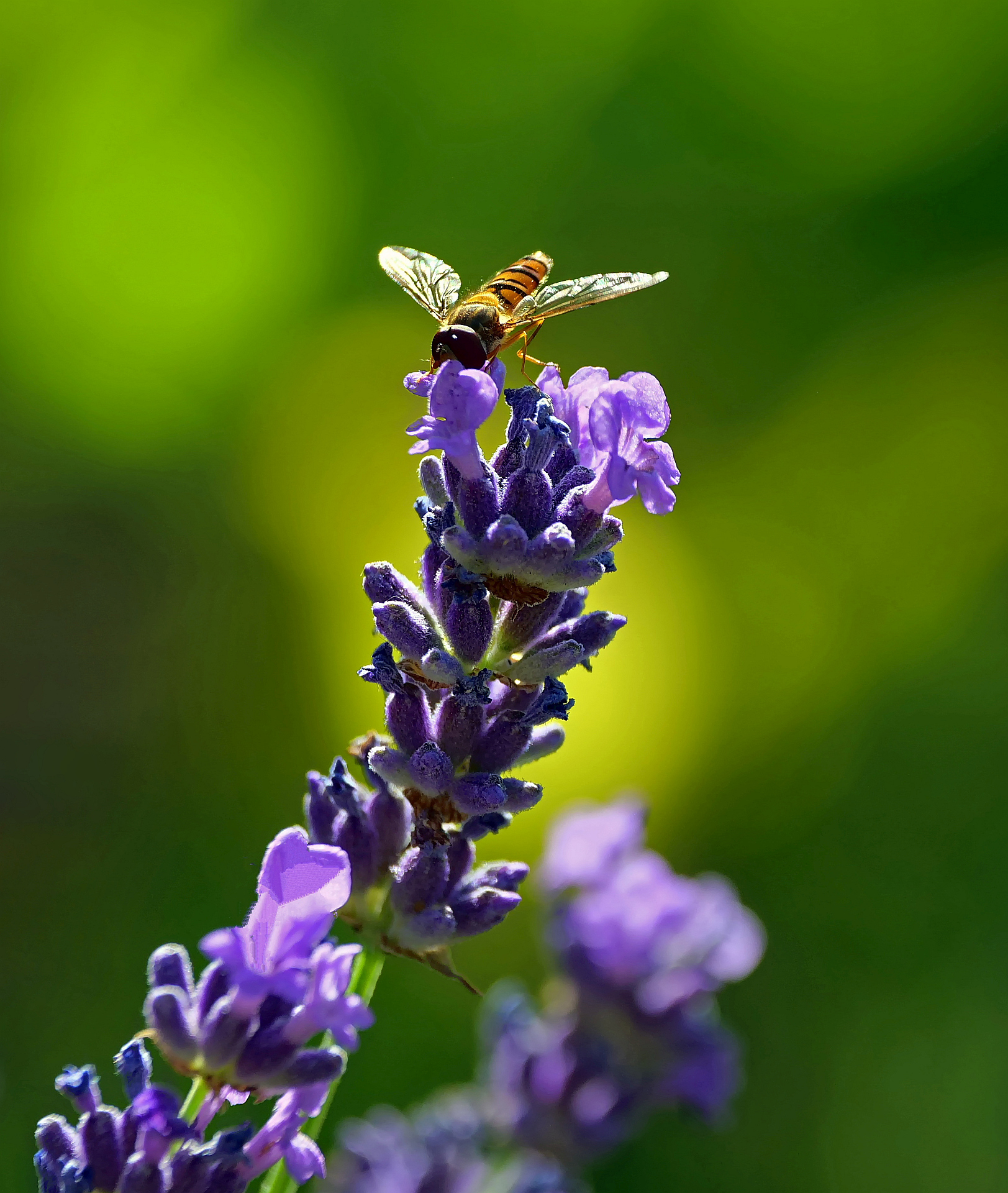 Lavendel lockt