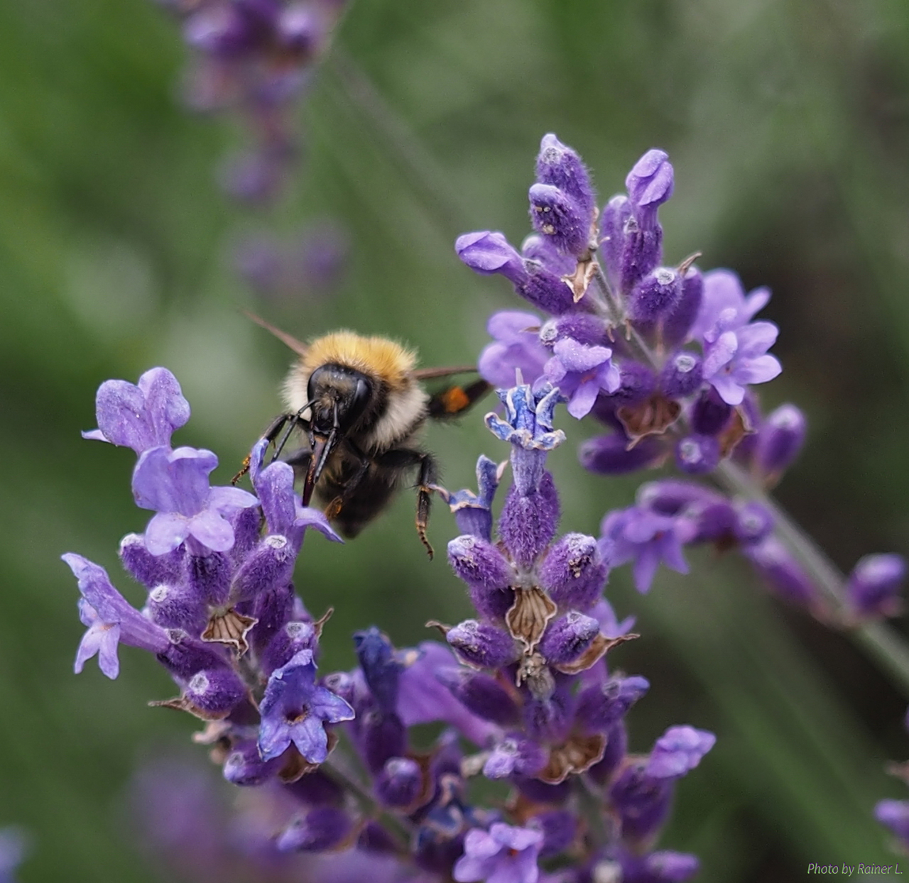 Lavendel mit Hummel