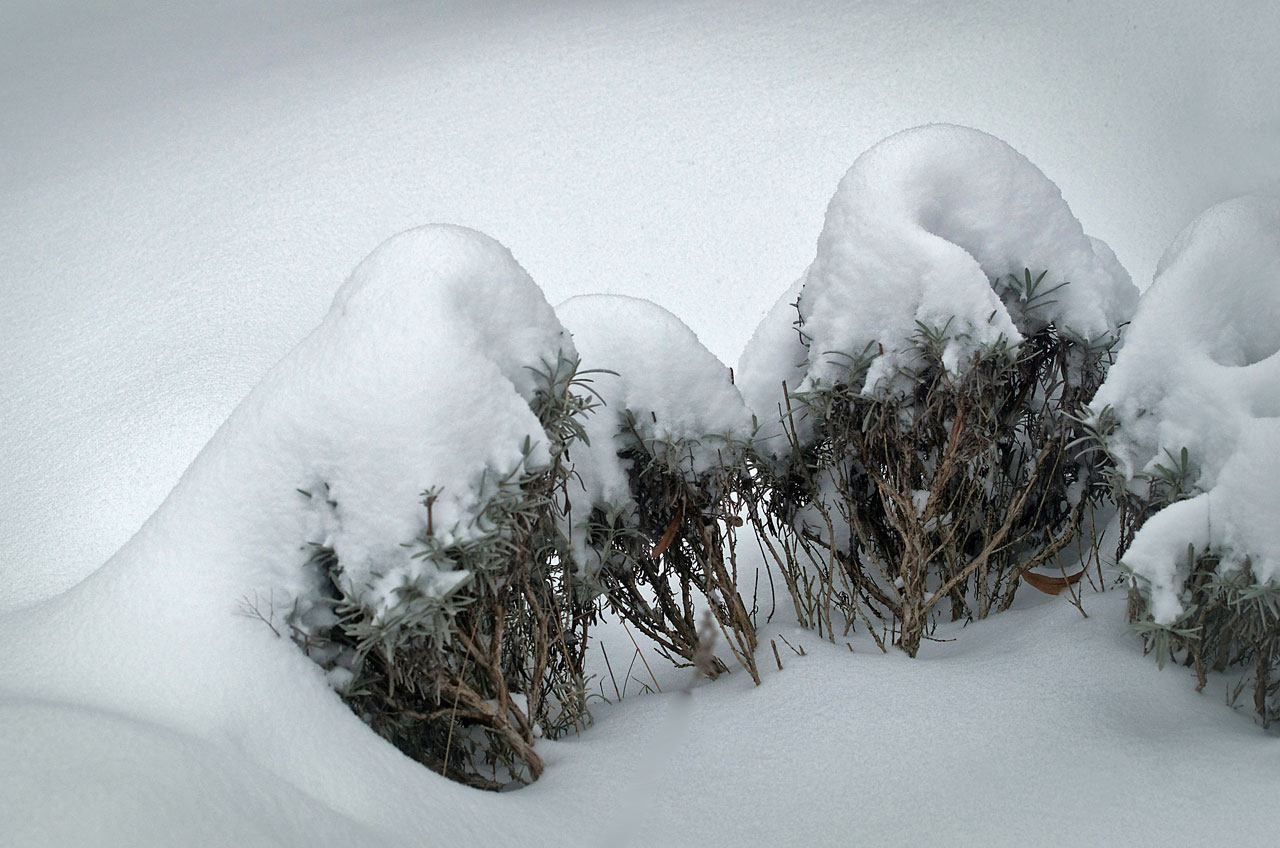 Lavendel unter Schnee