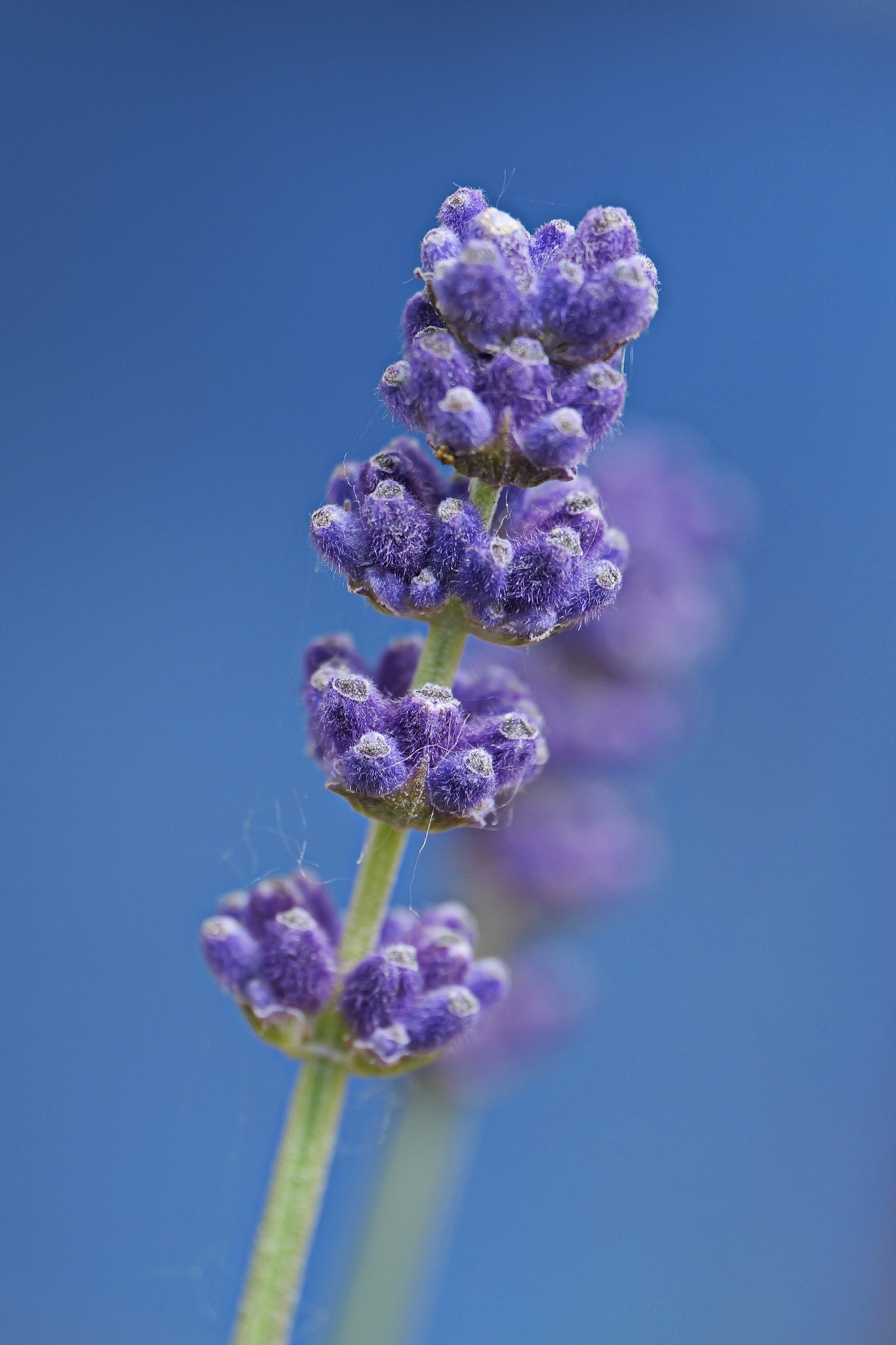 Lavendel