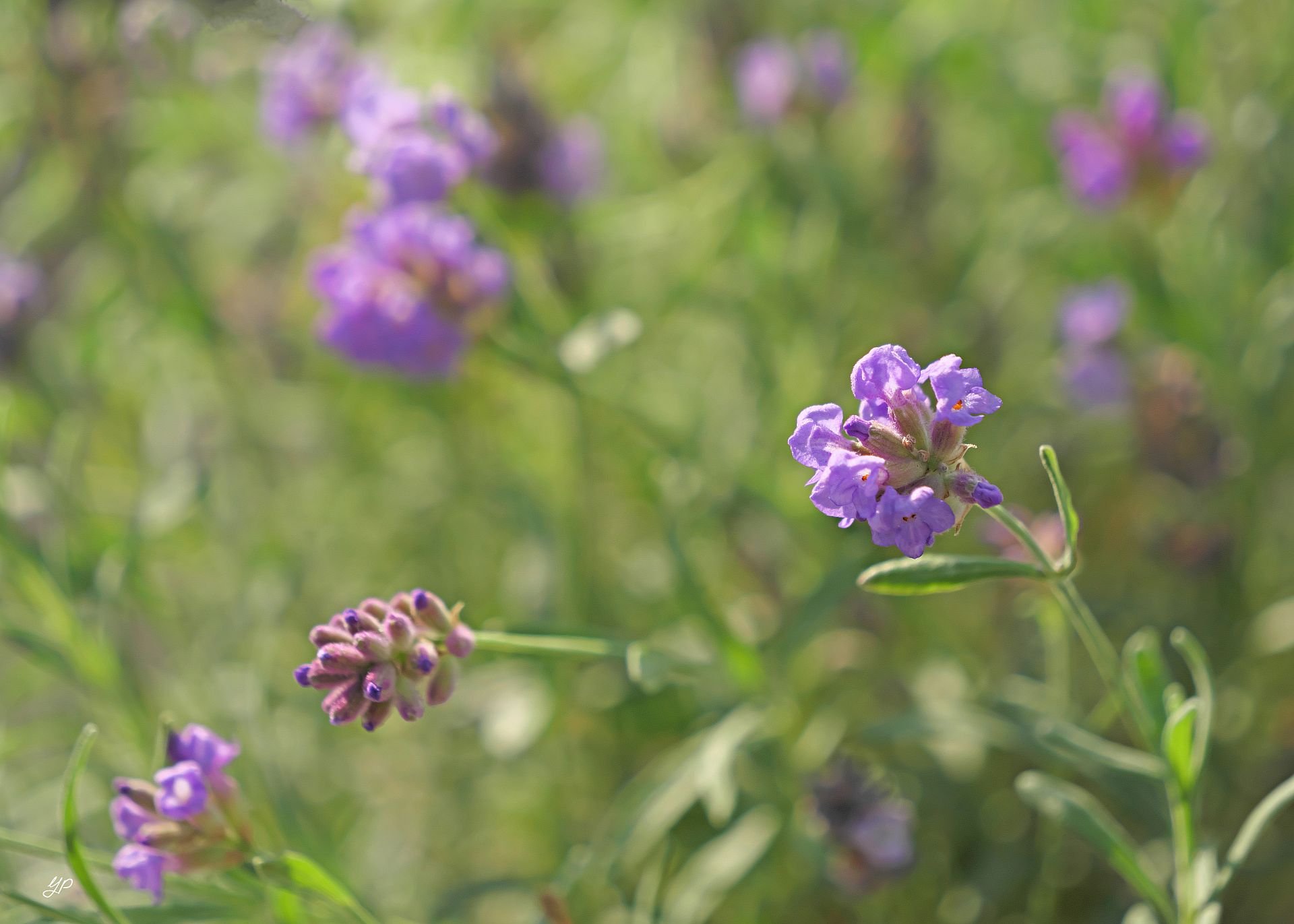Lavendel