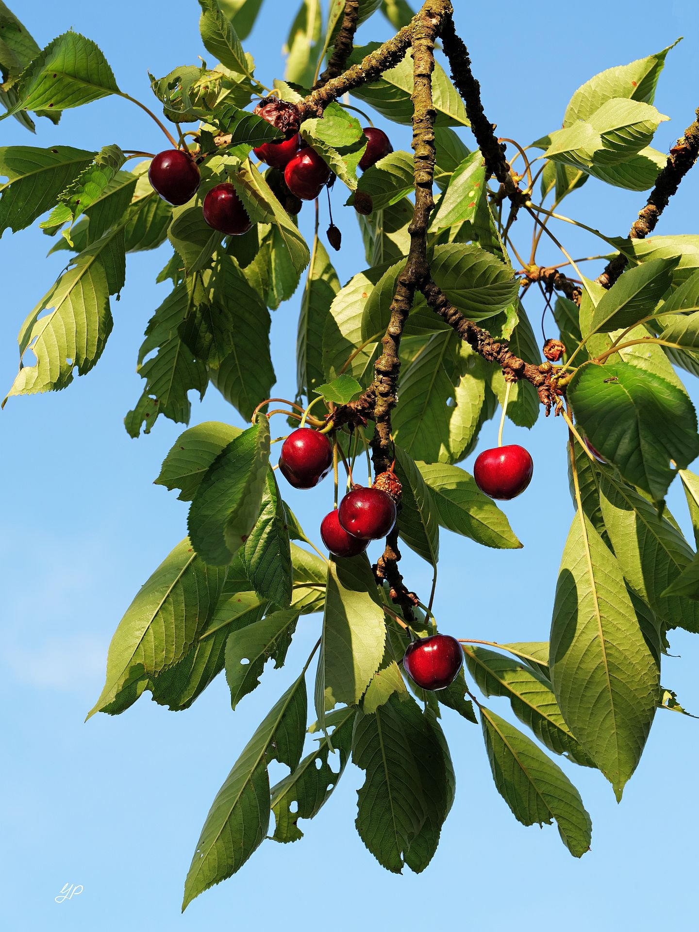 Le Temps des Cerises
