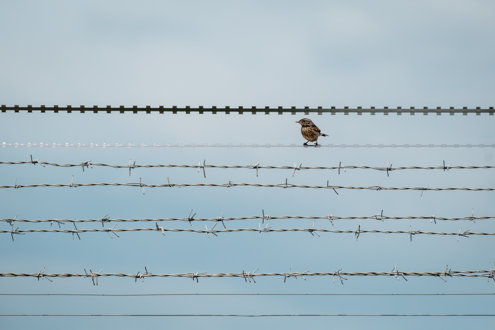 Leben am Flughafen Frankfurt - Vogelfrei