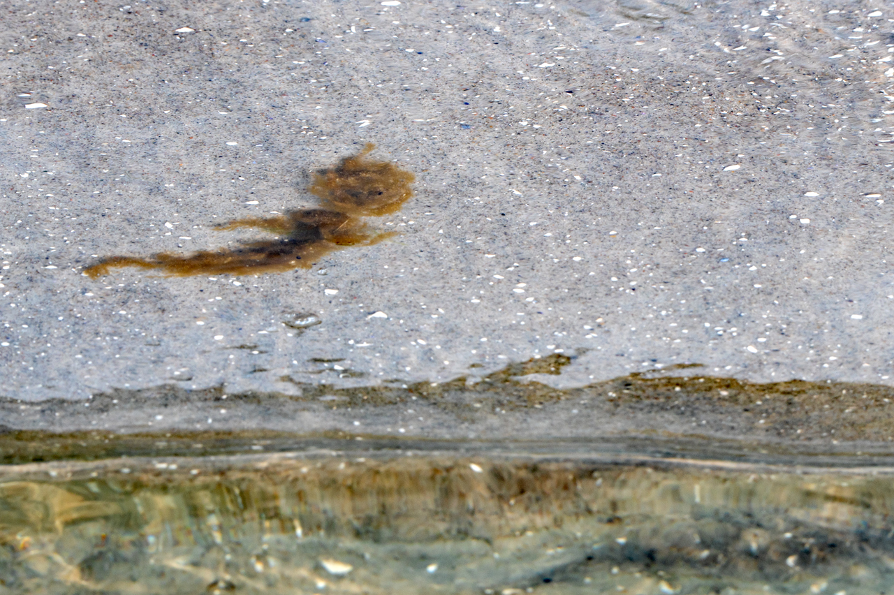 Leben im Meer