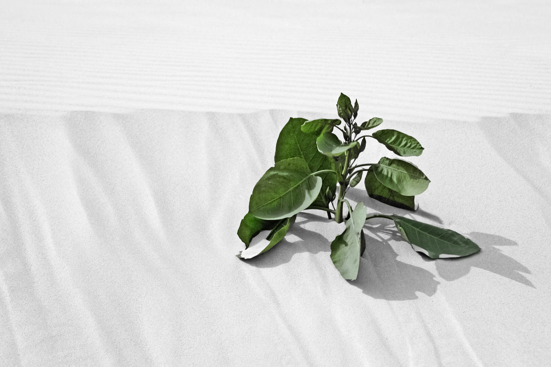 Leben im Sand