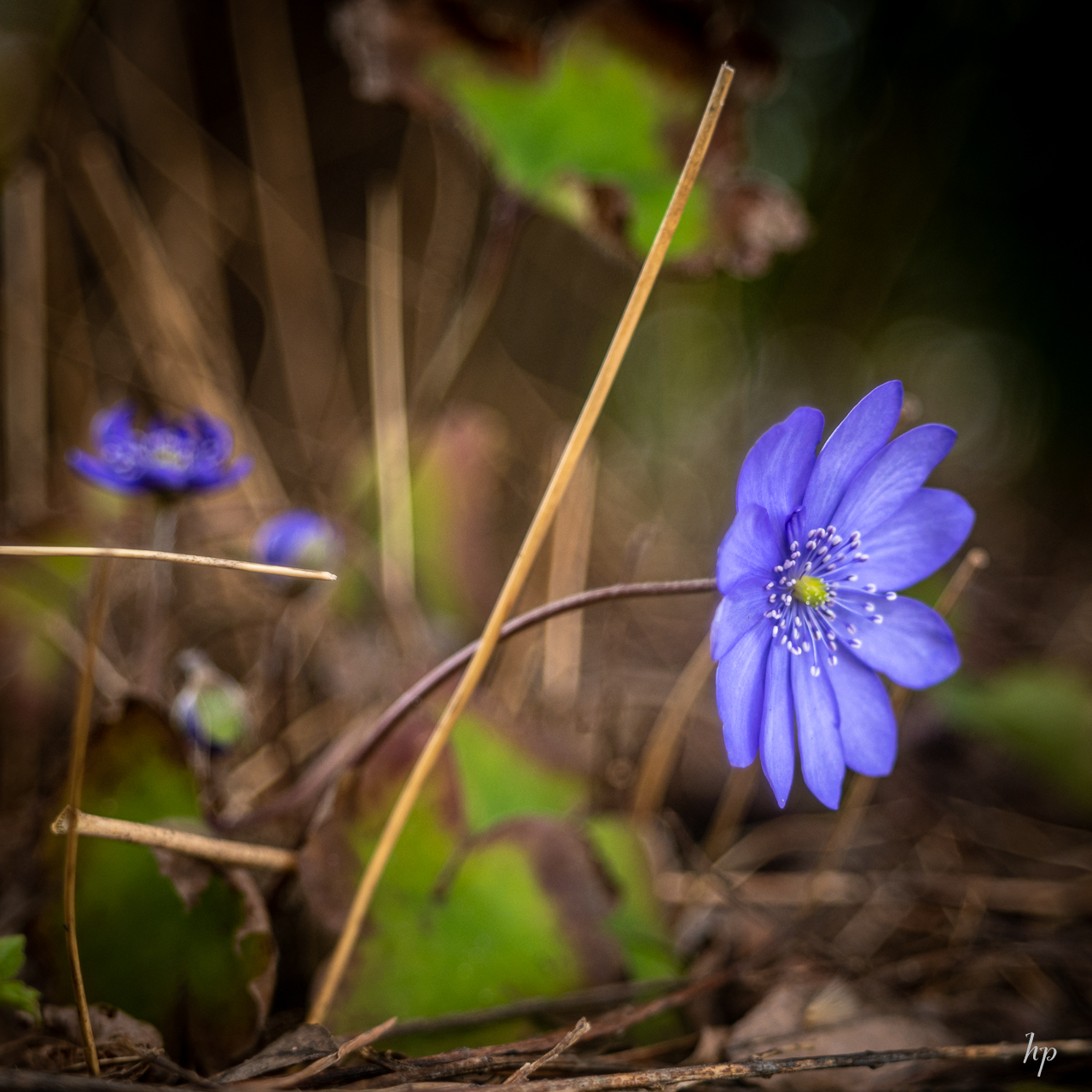 Leberblümchen scharf