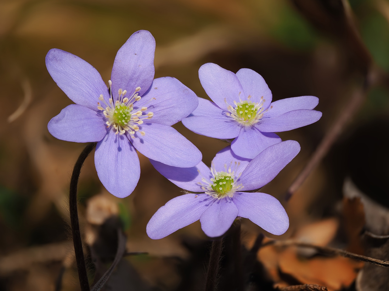 Leberblümchen