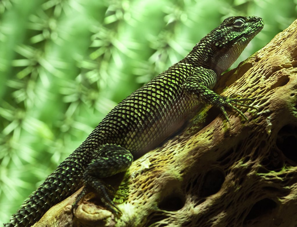 Leguan in Kaktusumgebung