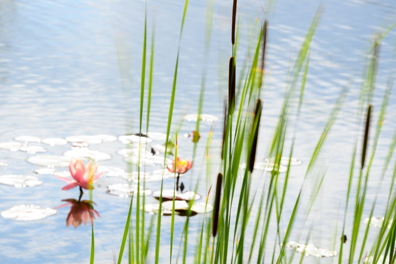 leichte Brise am Seerosenteich