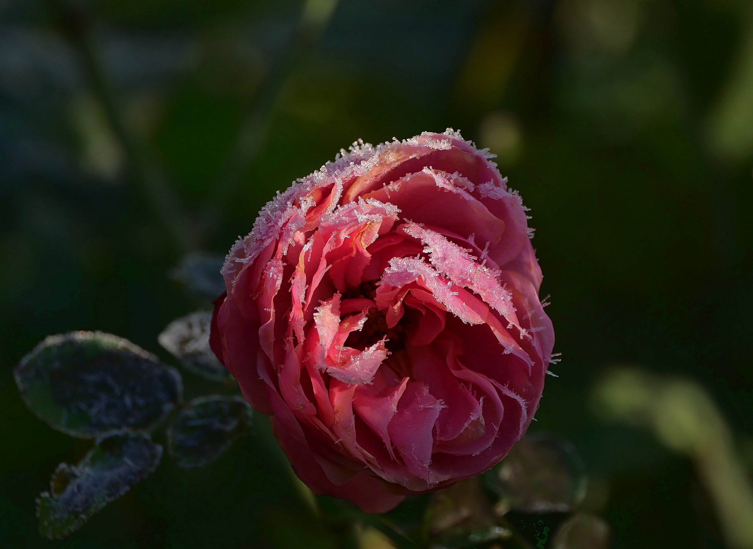 Leonardo da Vinci im Frost