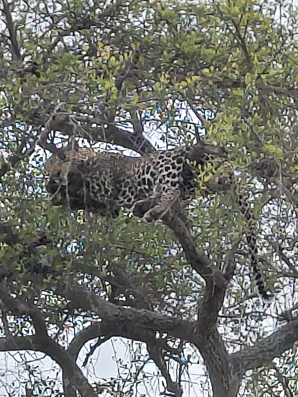 Leopard / Tansania